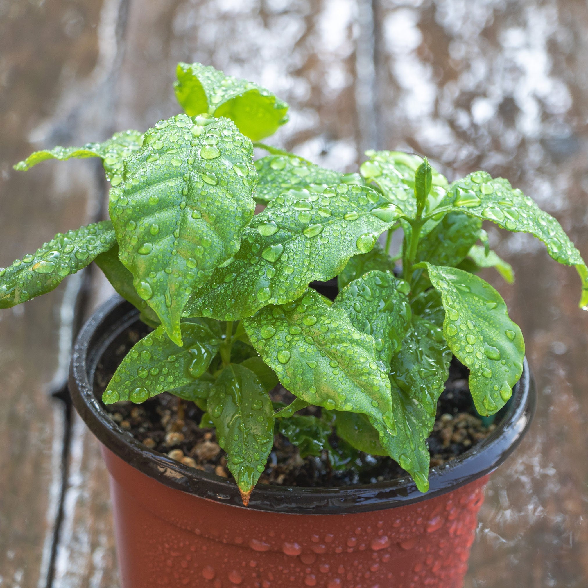 Potted plant with water droplets on leaves against a blurred background.  Henderson Garden Supply