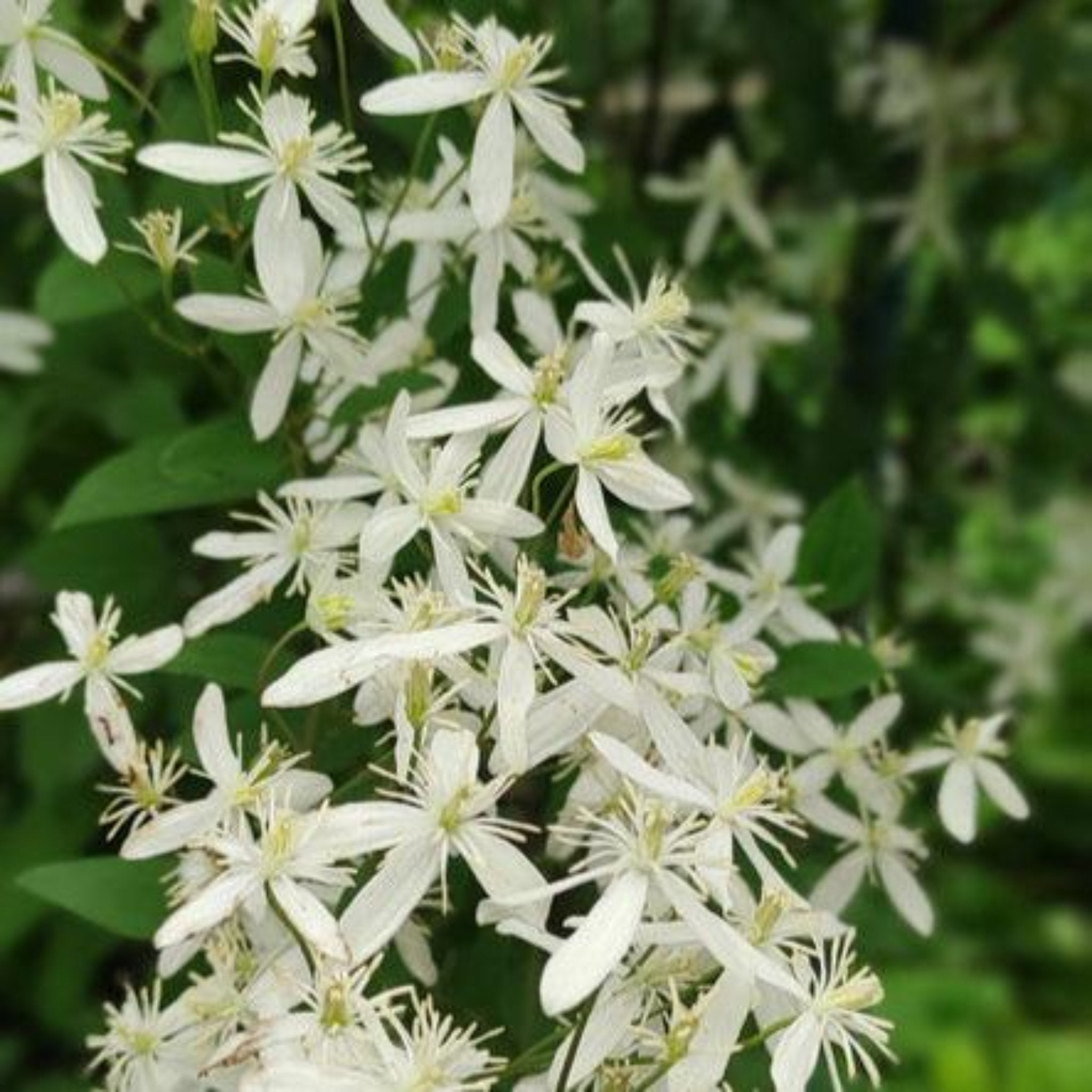 Close-up of white flowers with green leaves in the background - Clematis - Henderson Garden Supply