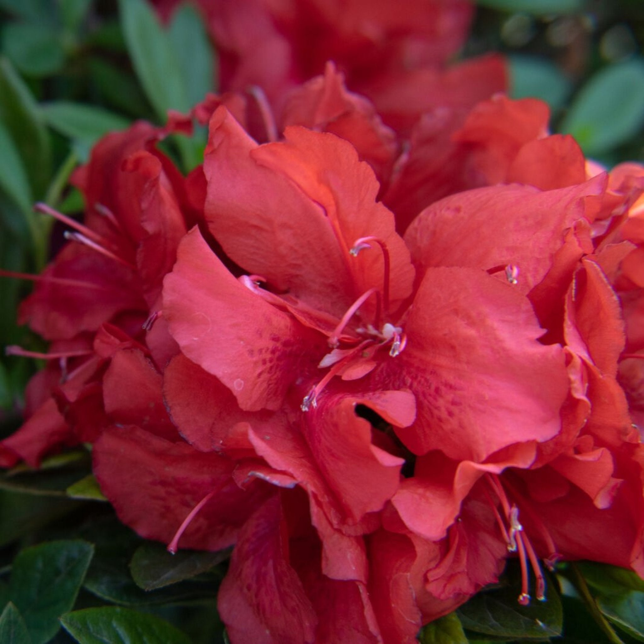 Close-up of vibrant red flowers with green leaves in the background.  Henderson Garden Supply