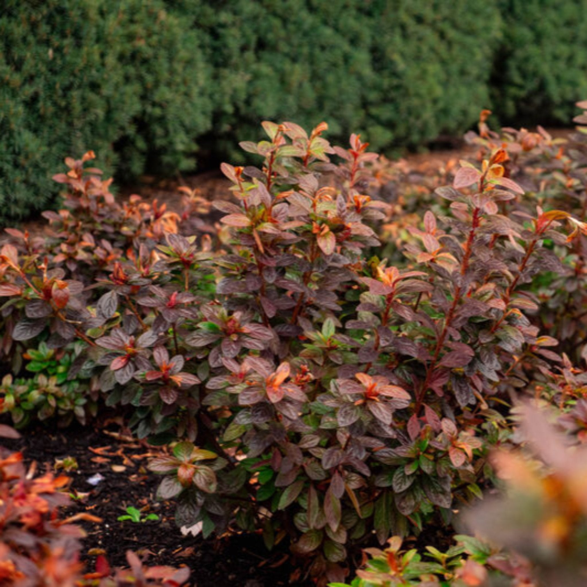 Browny-green shrub with blurred green bushes in the background.  Henderson Garden Supply