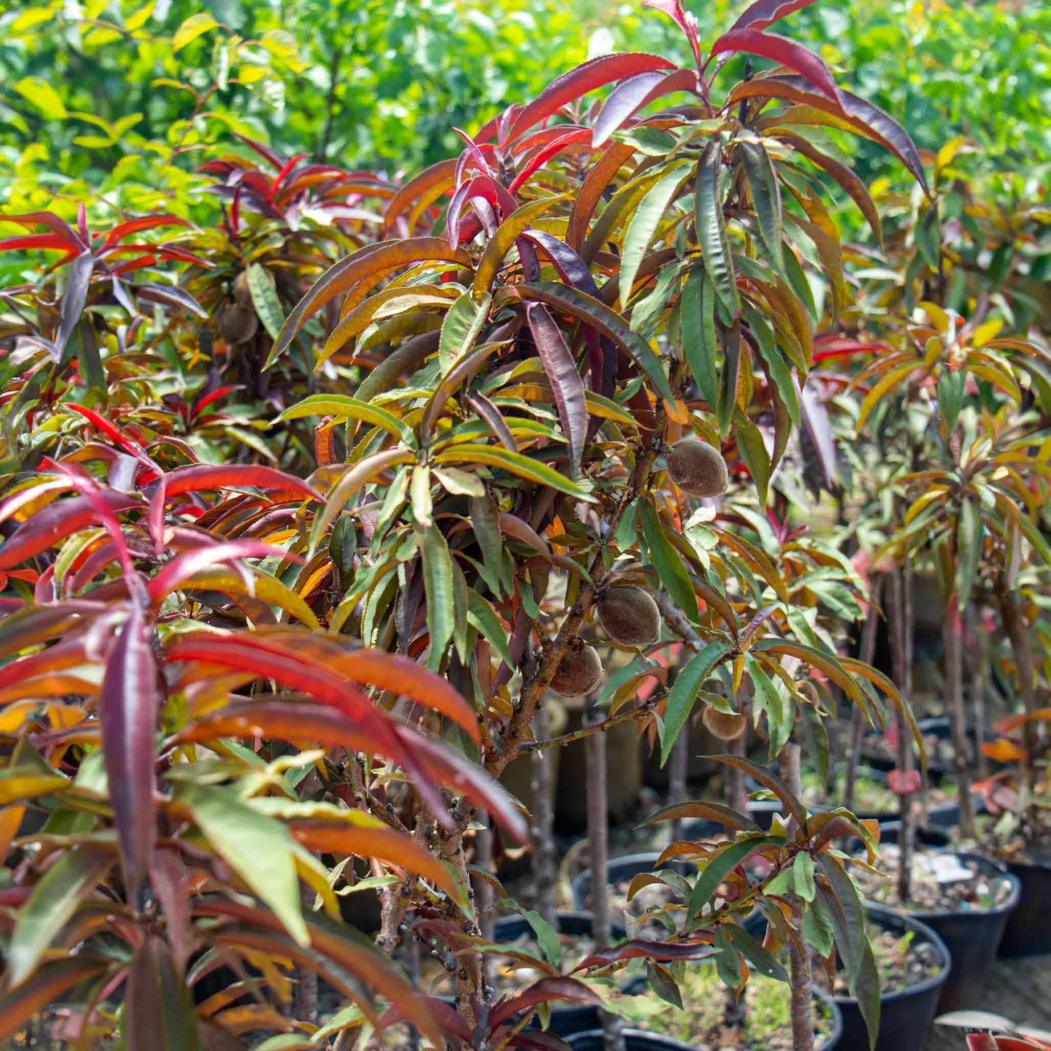 Row of potted plants with red and green leaves in a garden setting - Henderson Garden Supply
