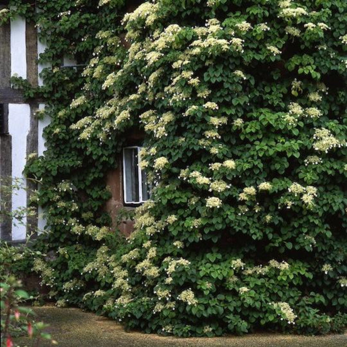 Barbara Ann Climbing Hydrangea – Fragrant White Flowers