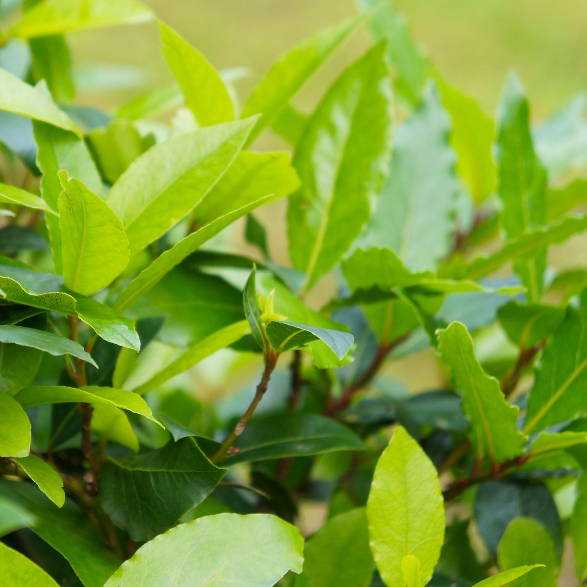 Bay Laurel Tree (Laurus nobilis) | Culinary & Ornamental Evergreen