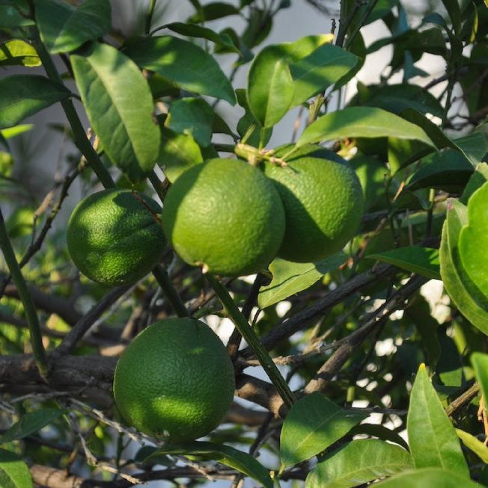 Green citrus fruits on a tree branch with leaves. Lime Tree - Henderson Garden Supply