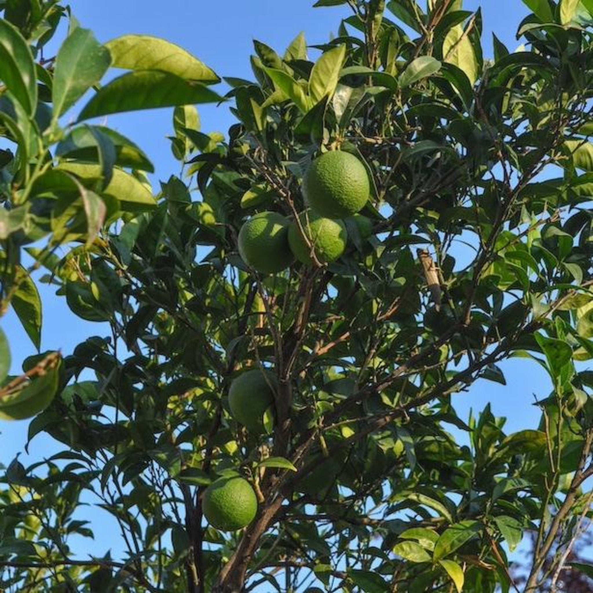 Green fruits on a tree with a clear blue sky background - Lime Tree - Henderson Garden Supply