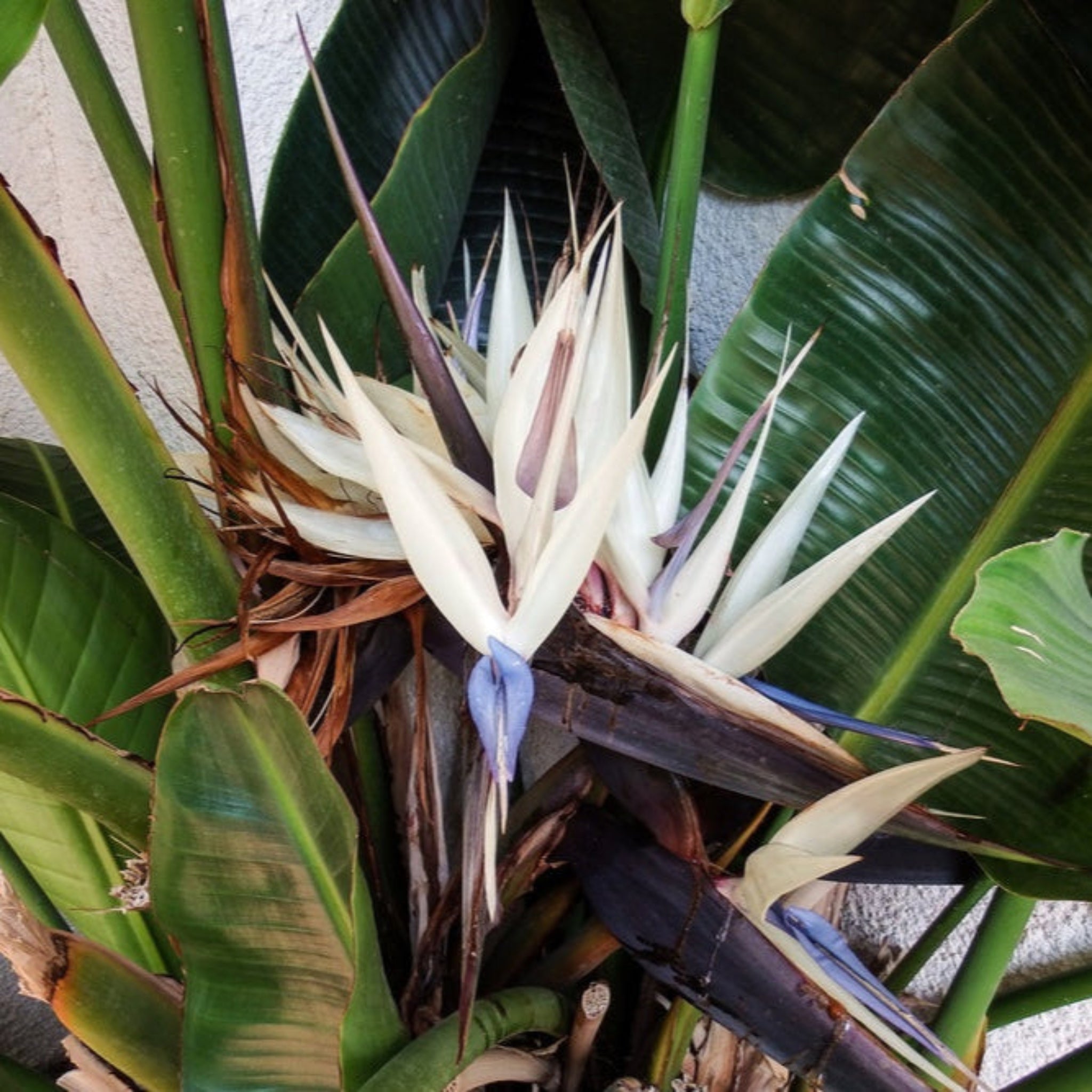 Bird of paradise plant with large green leaves and white flowers.  Henderson Garden Supply