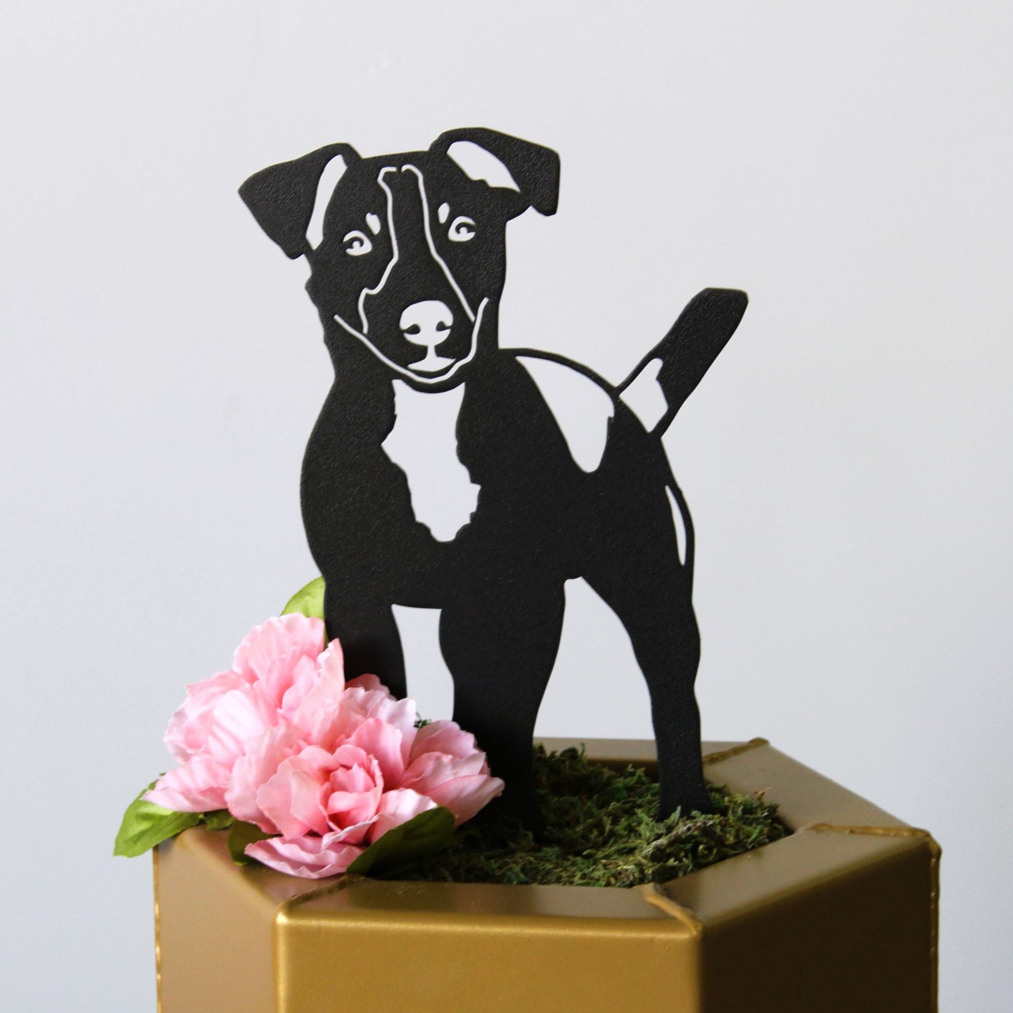 Jack Russell Terrier