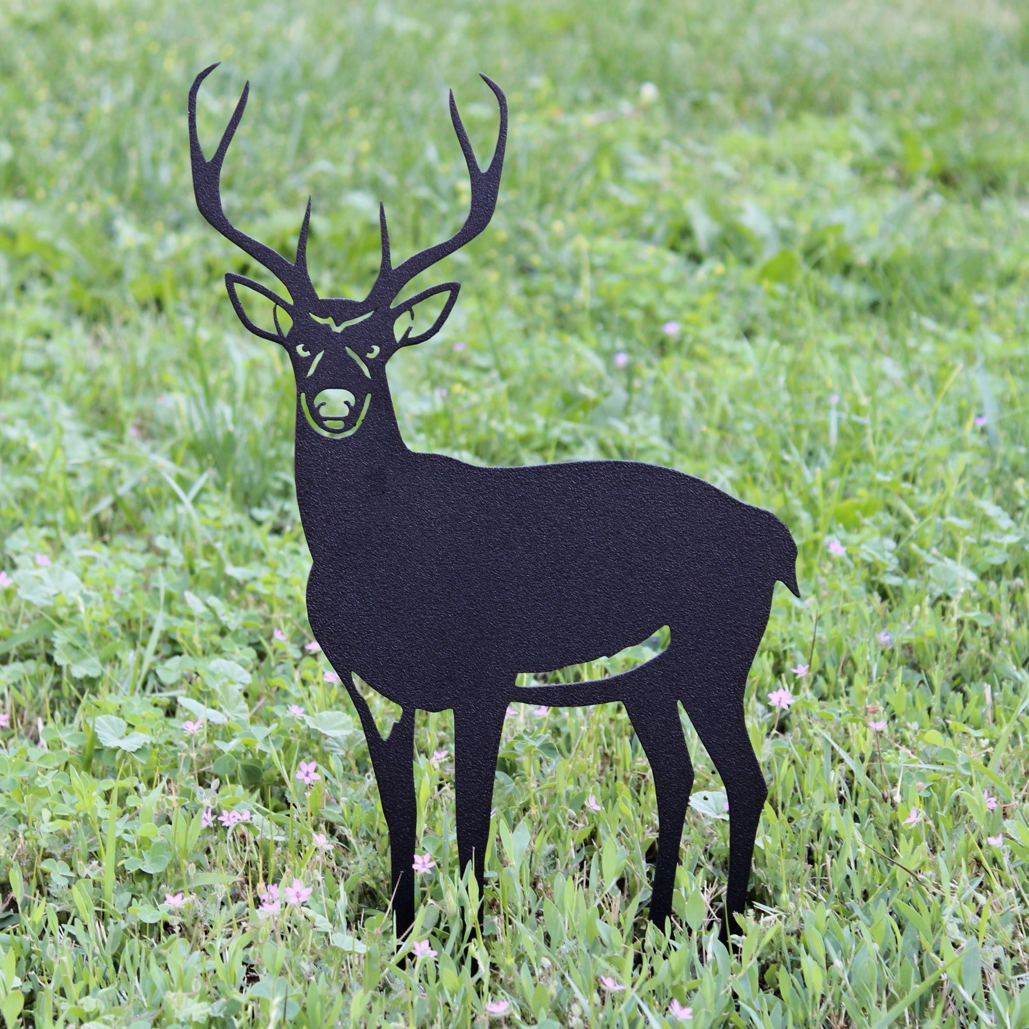 Deer - Buck