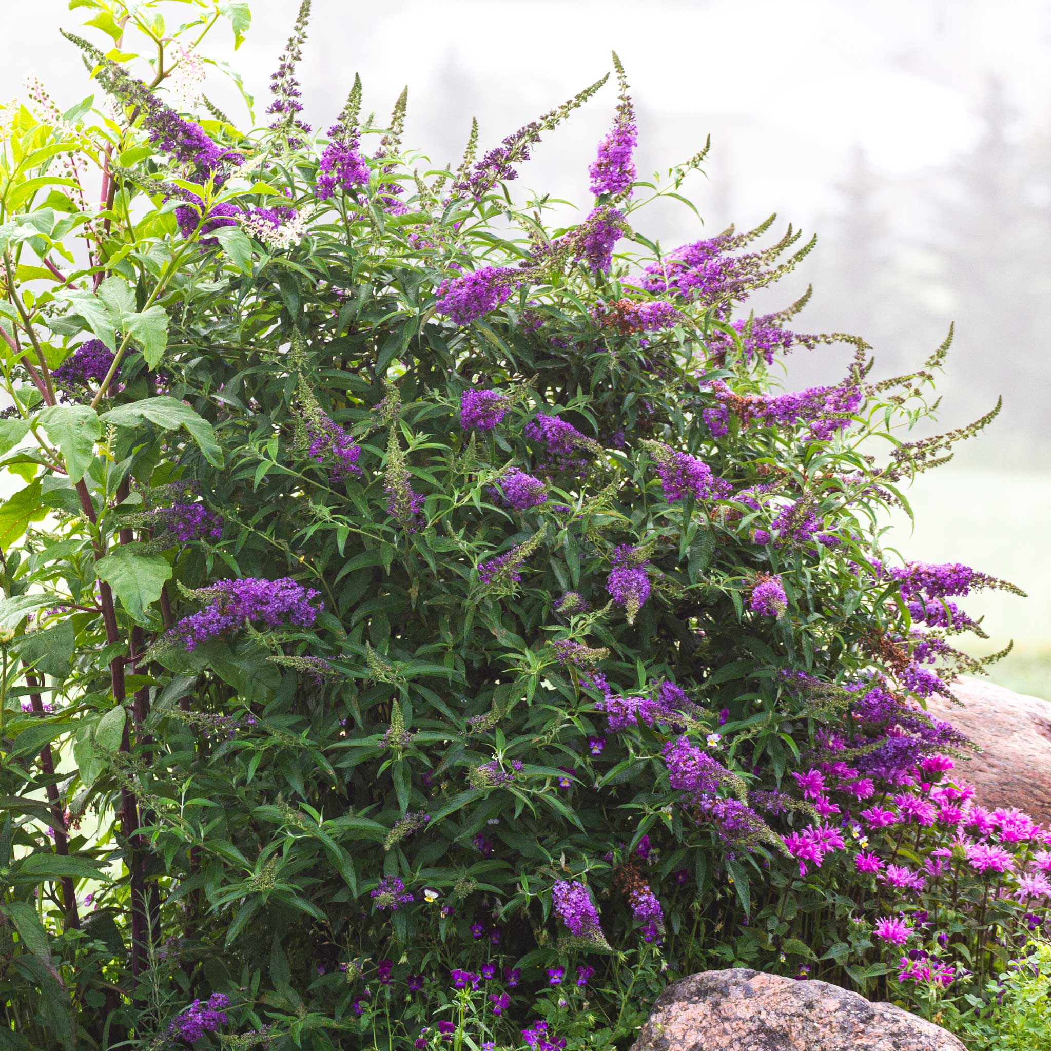 Bush with purple flowers and green leaves against a blurred natural background - Butterfly bush - Henderson Garden Supply