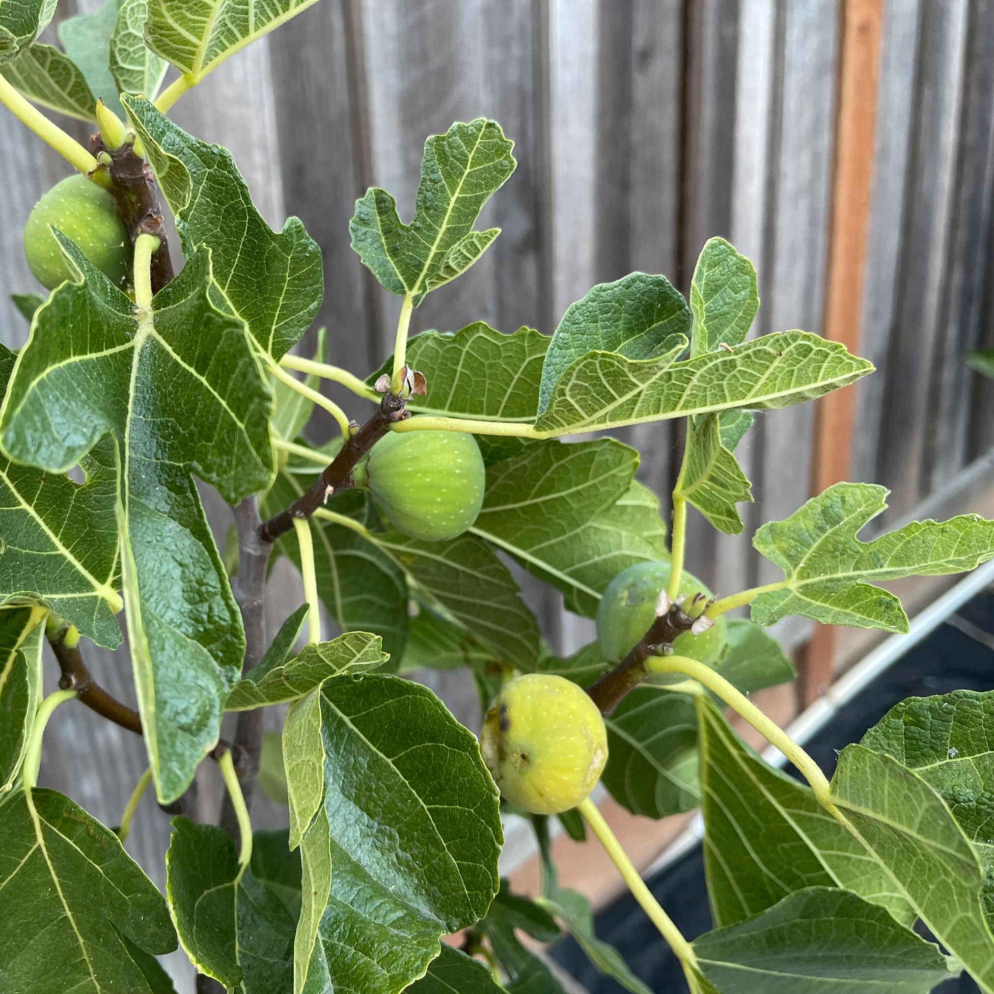 Green figs on a tree branch with leaves against a wooden fence background.  Henderson Garden Supply