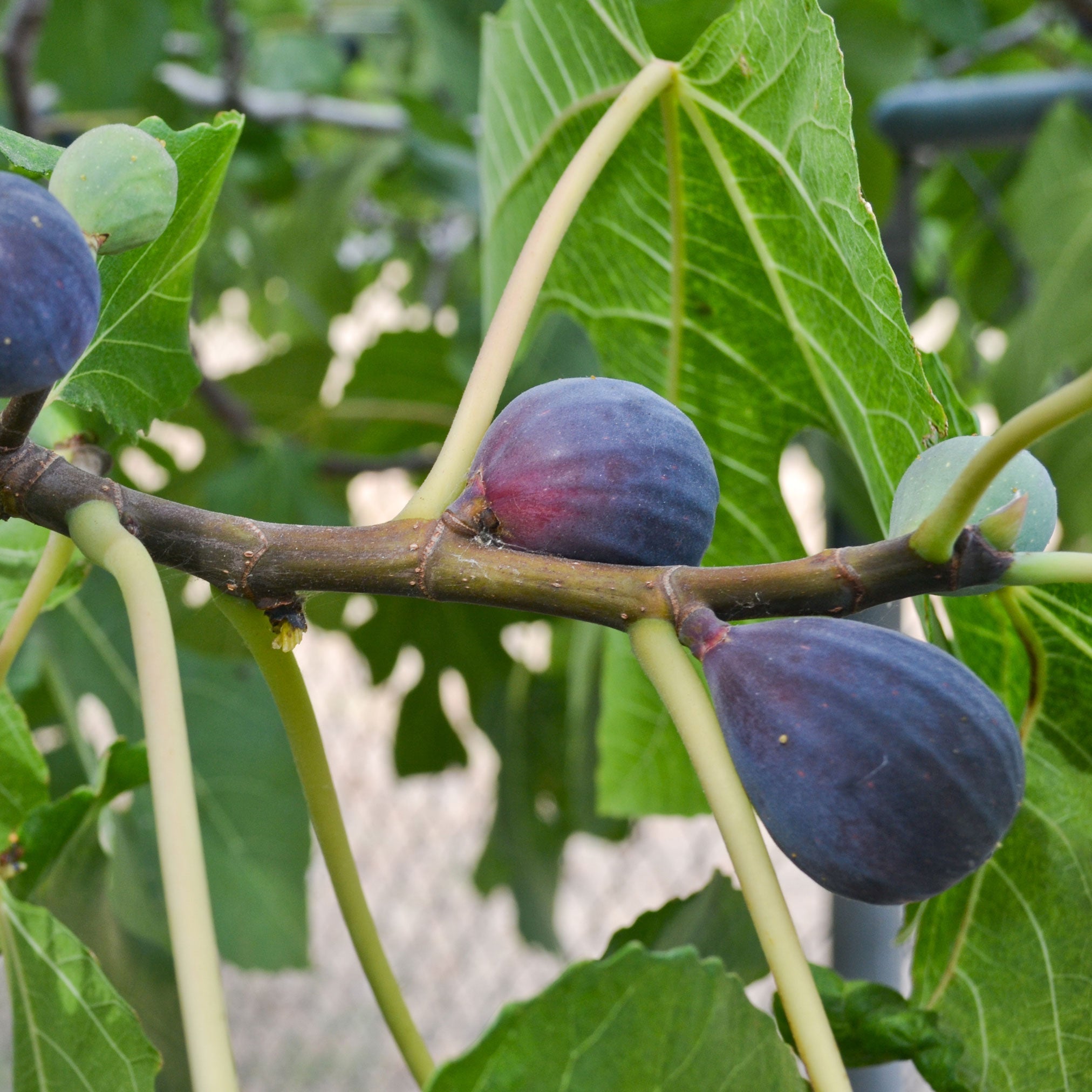 Figs on a branch with green leaves.  Henderson Garden Supply