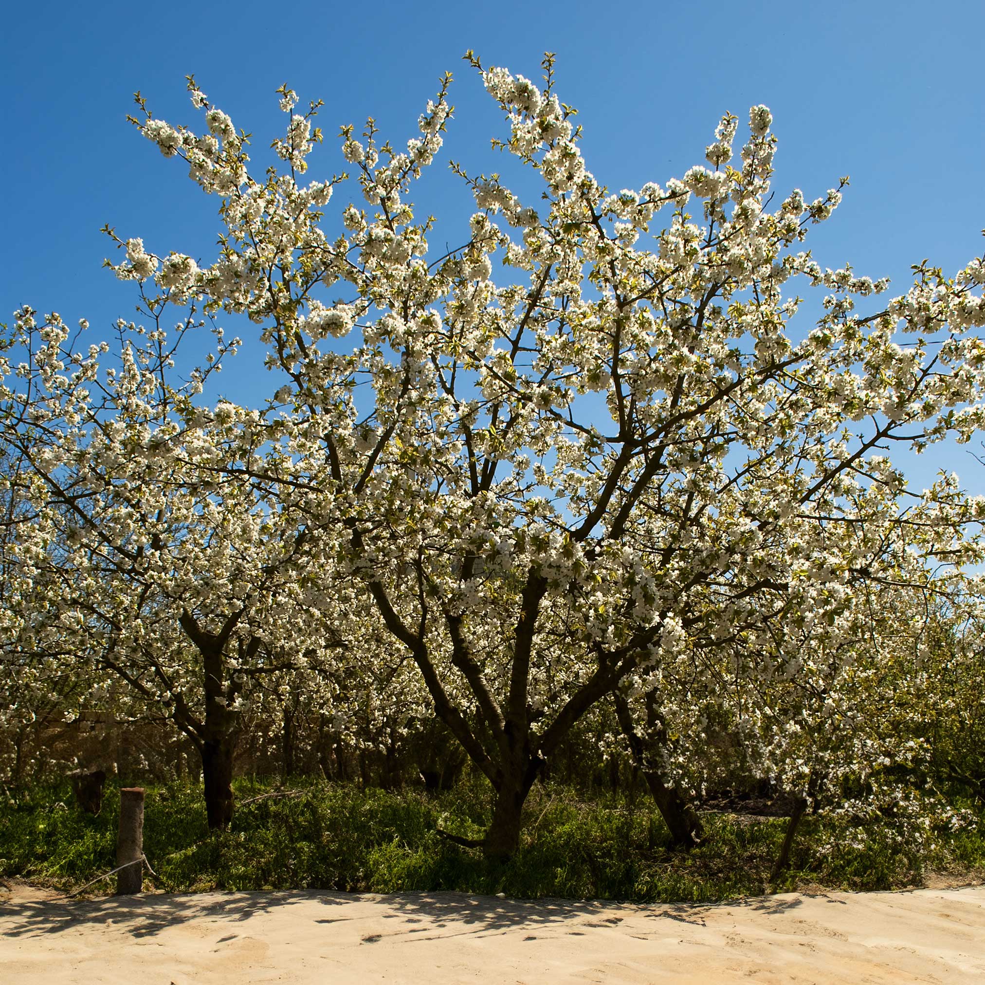 Blossoming trees in an orchard with a clear blue sky.  Henderson Garden Supply