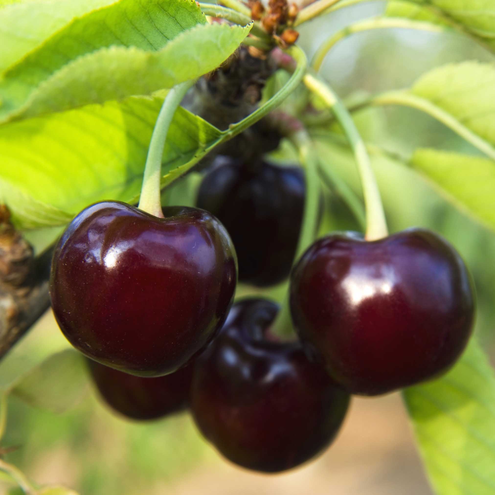 Close-up of cherries on a tree branch with green leaves.  Henderson Garden Supply