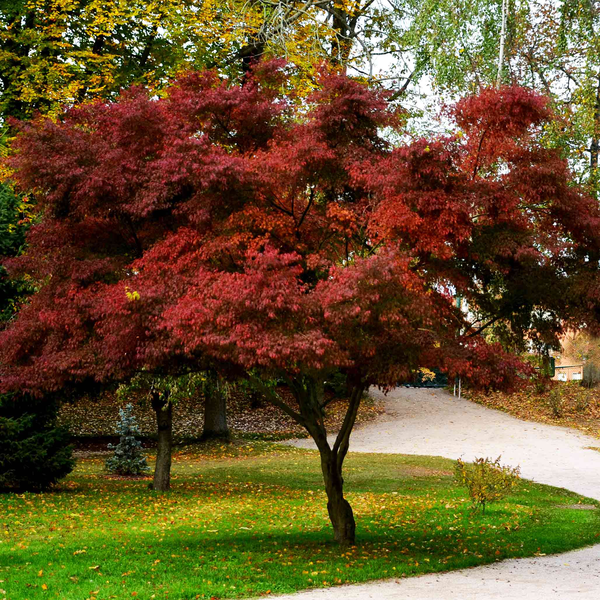 Tree with red leaves in a park setting.  Henderson Garden Supply