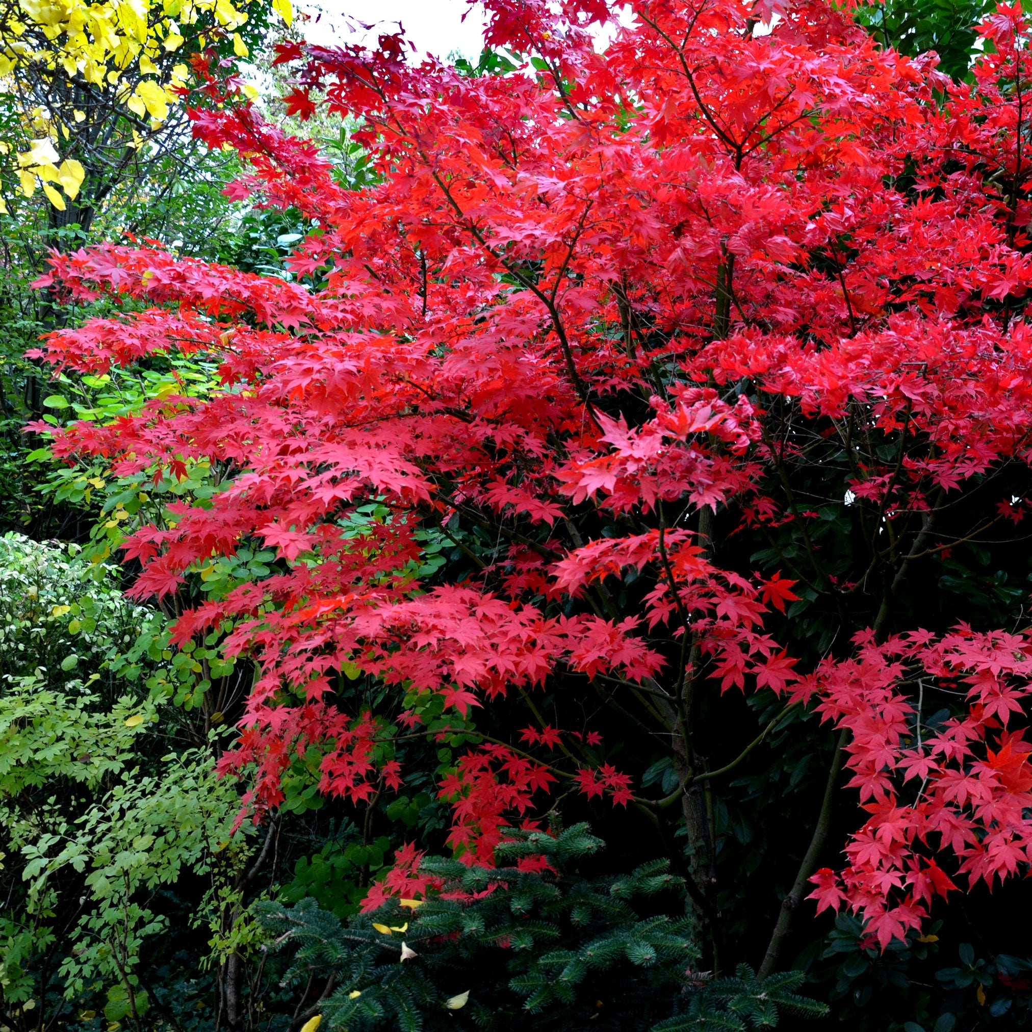 Henderson Garden Supply Bloodgood Japanese Maple Tree