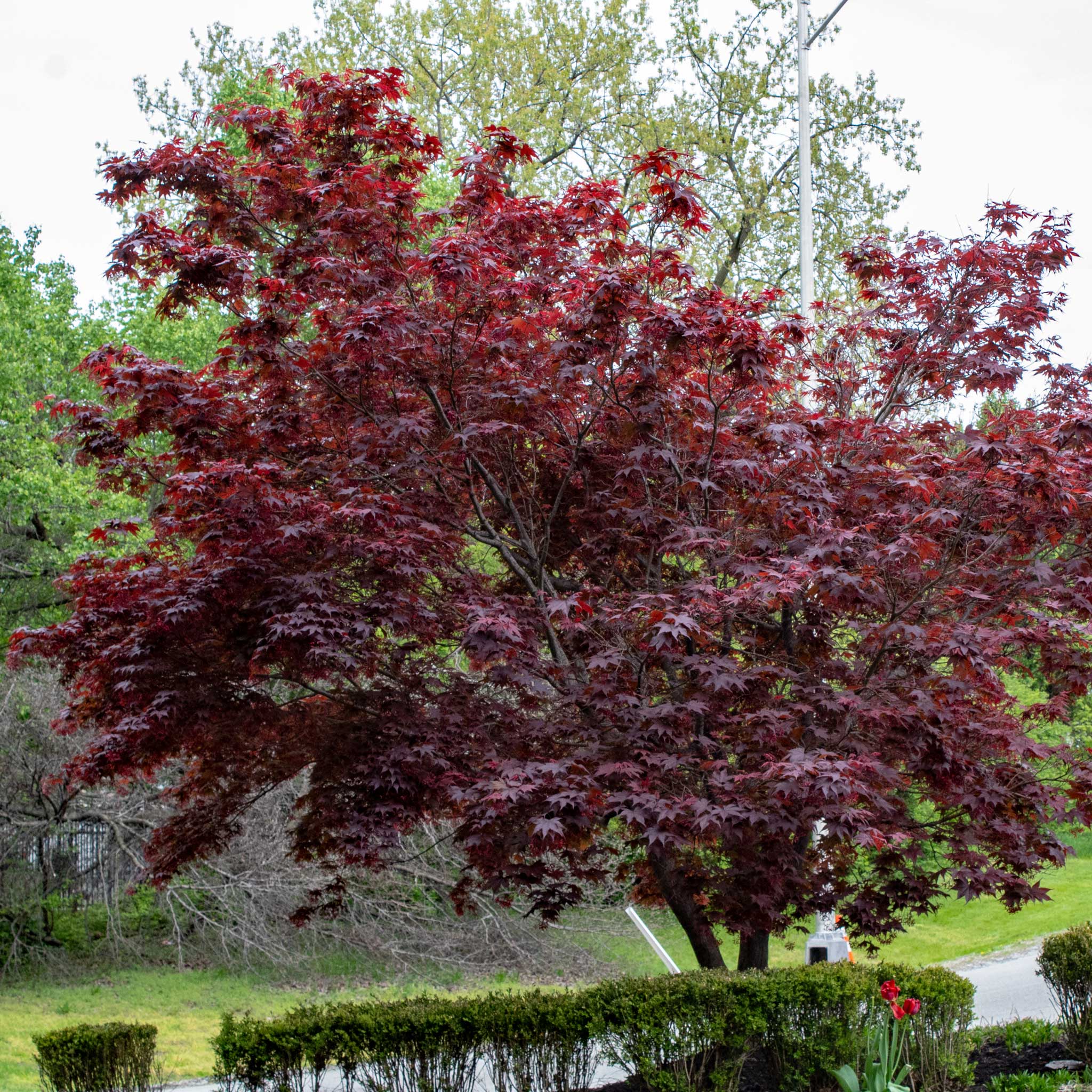 Red maple tree in a garden with green grass and trees in the background.  Henderson Garden Supply