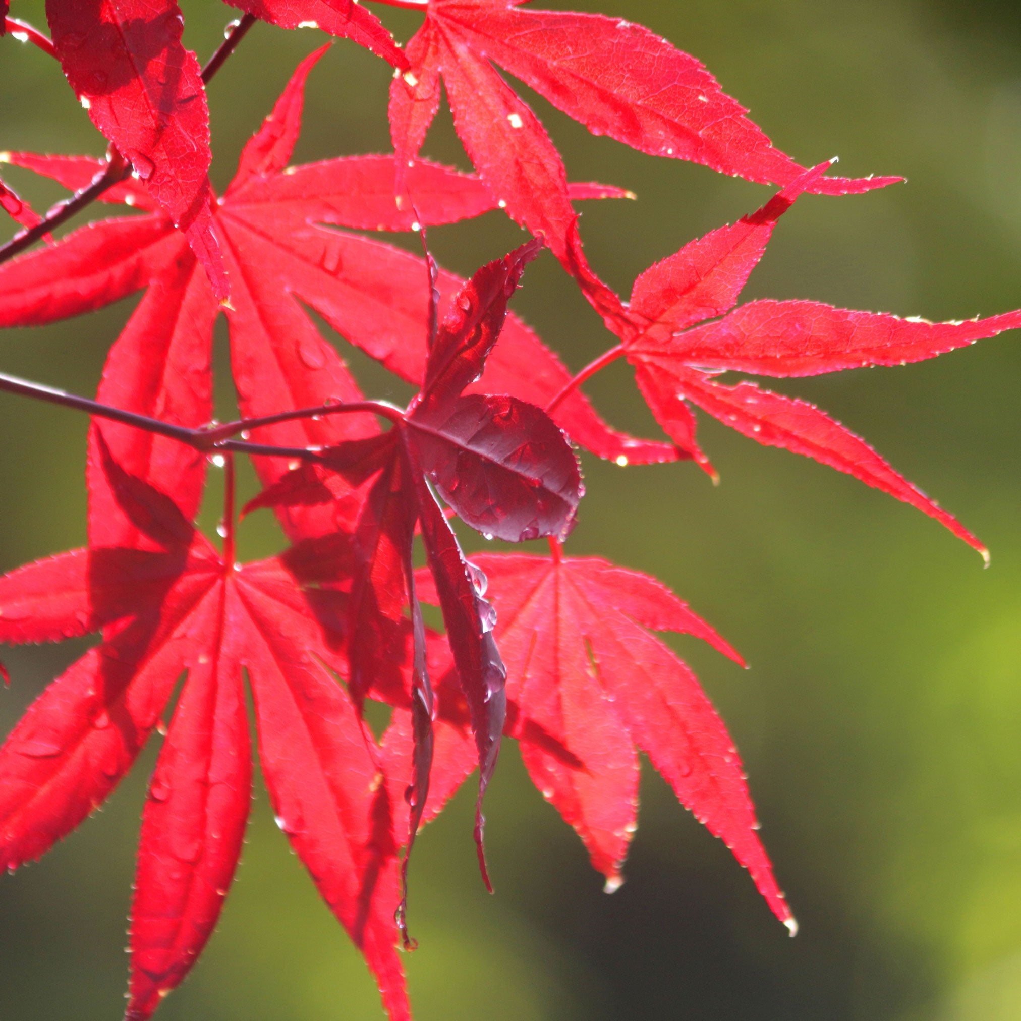 Close-up of red maple leaves with water droplets on a blurred green background.  Henderson Garden Supply