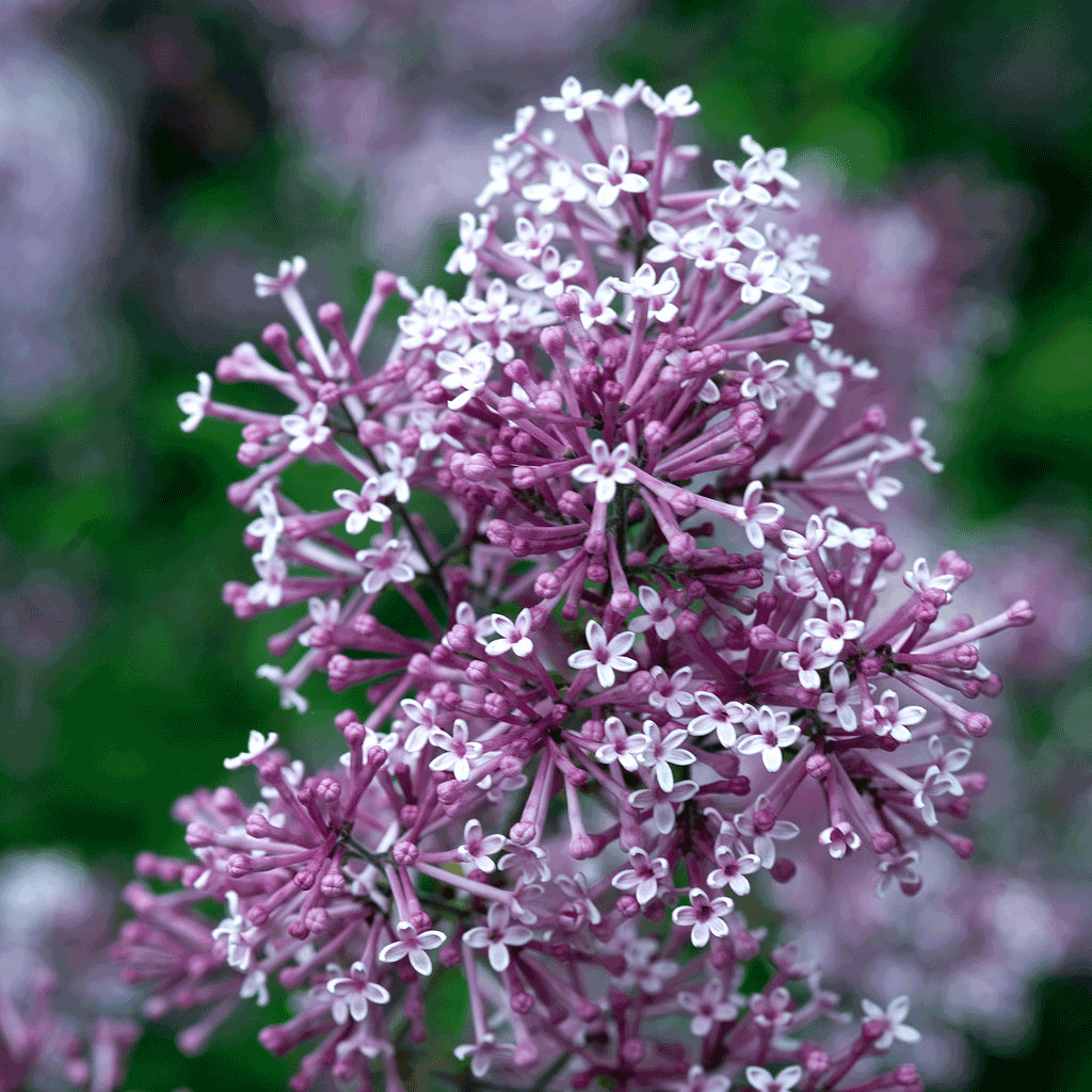 Bloomerang® Lilac Bush – Fragrant Reblooming Lilac