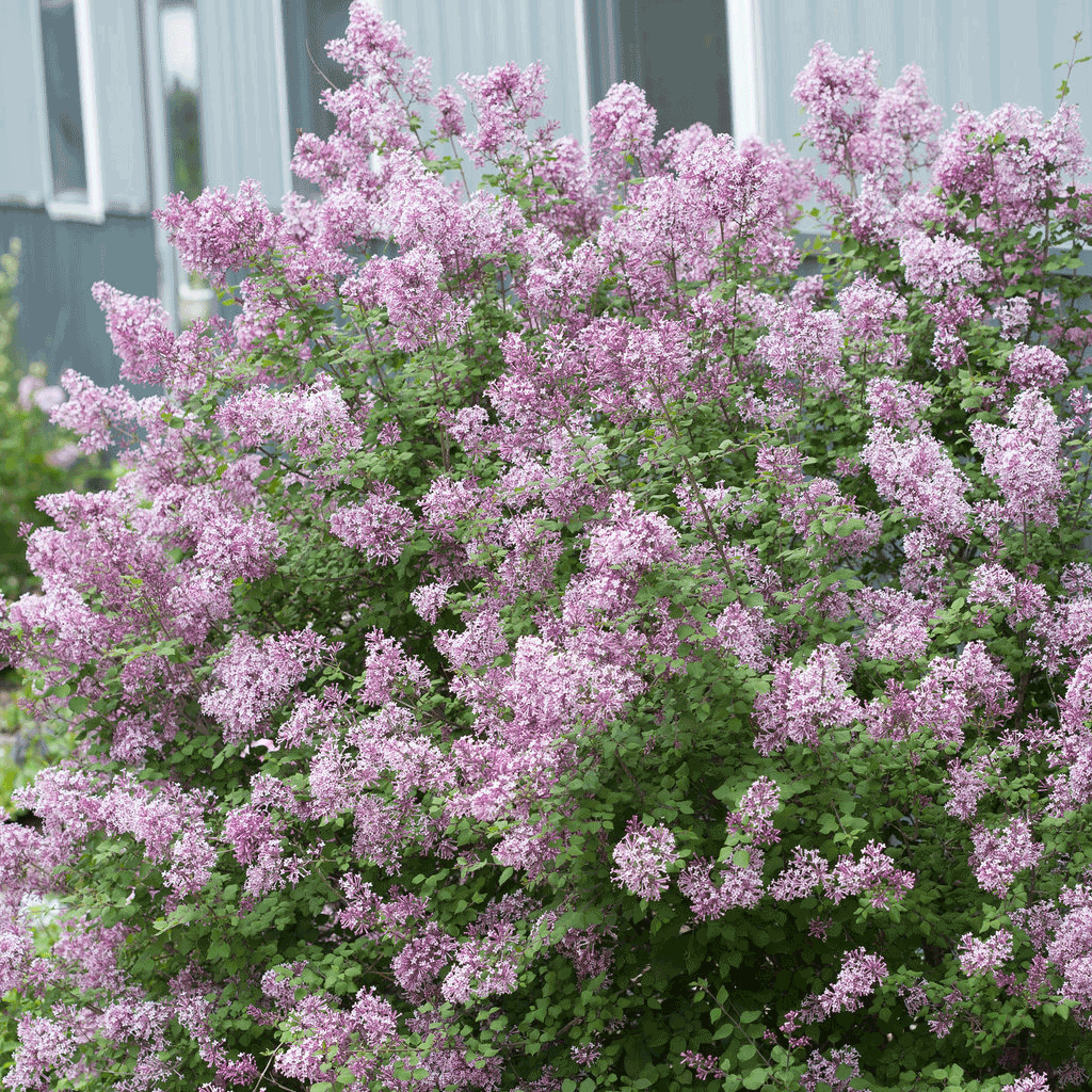 Bloomerang® Lilac Bush – Fragrant Reblooming Lilac