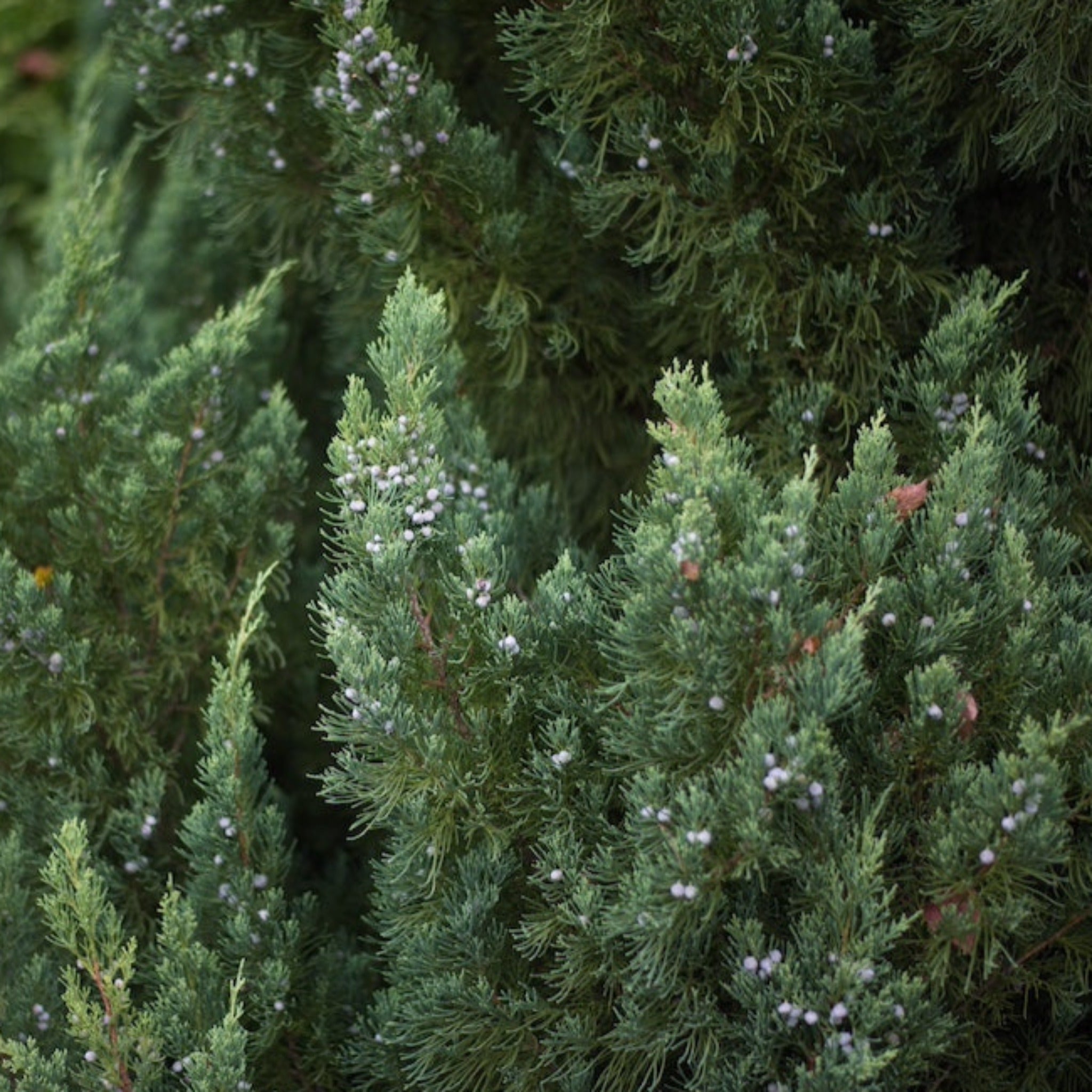 Upclose of Juniper topiary - Henderson Garden Supply