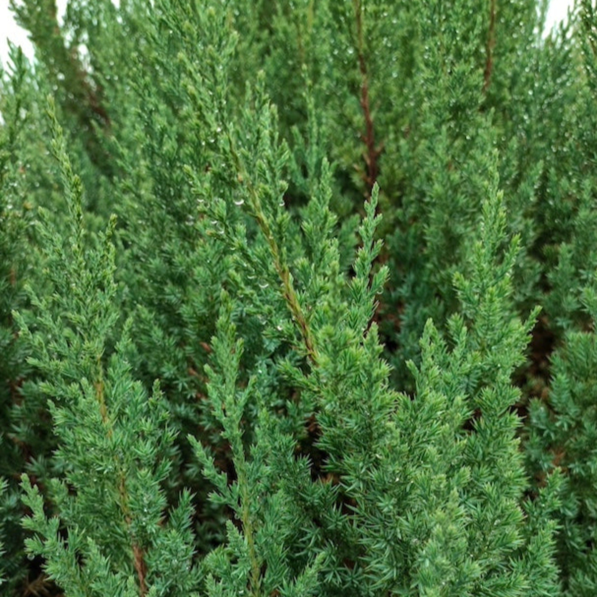 Upclose of juniper evergreen - Henderson Garden Supply