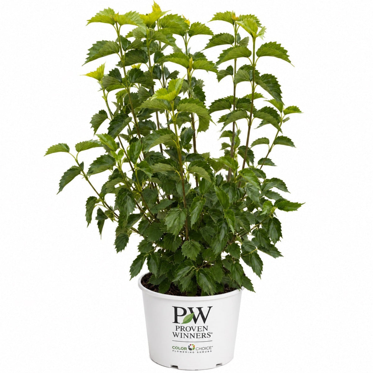 Blue Muffin® Arrowwood Viburnum – Native Shrub with Blue Berries