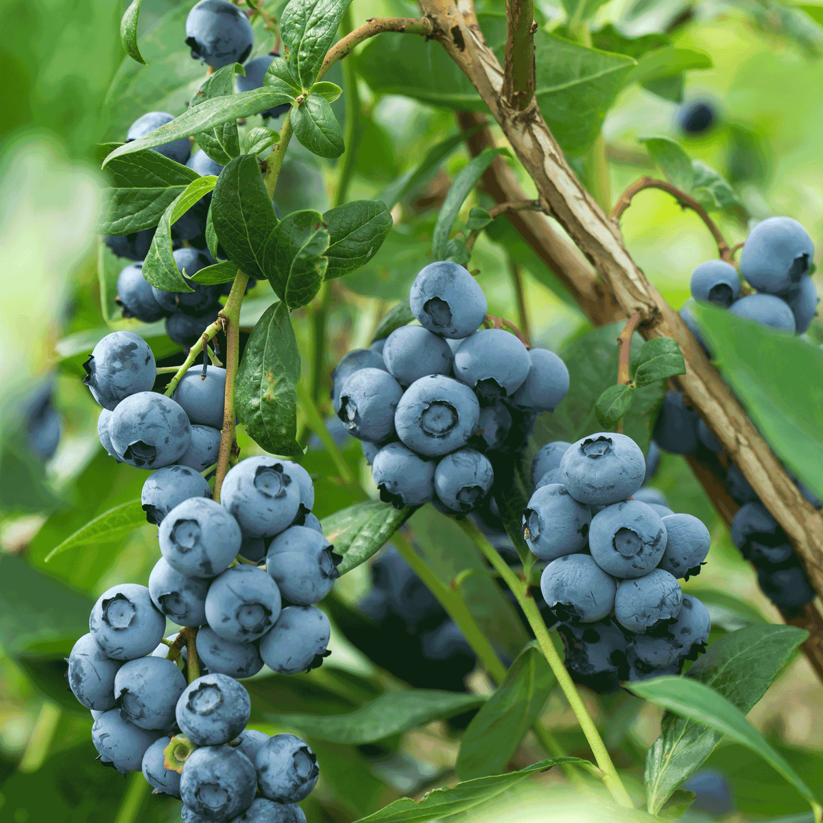Bluecrop Blueberry Bush – Northern Highbush Blueberry