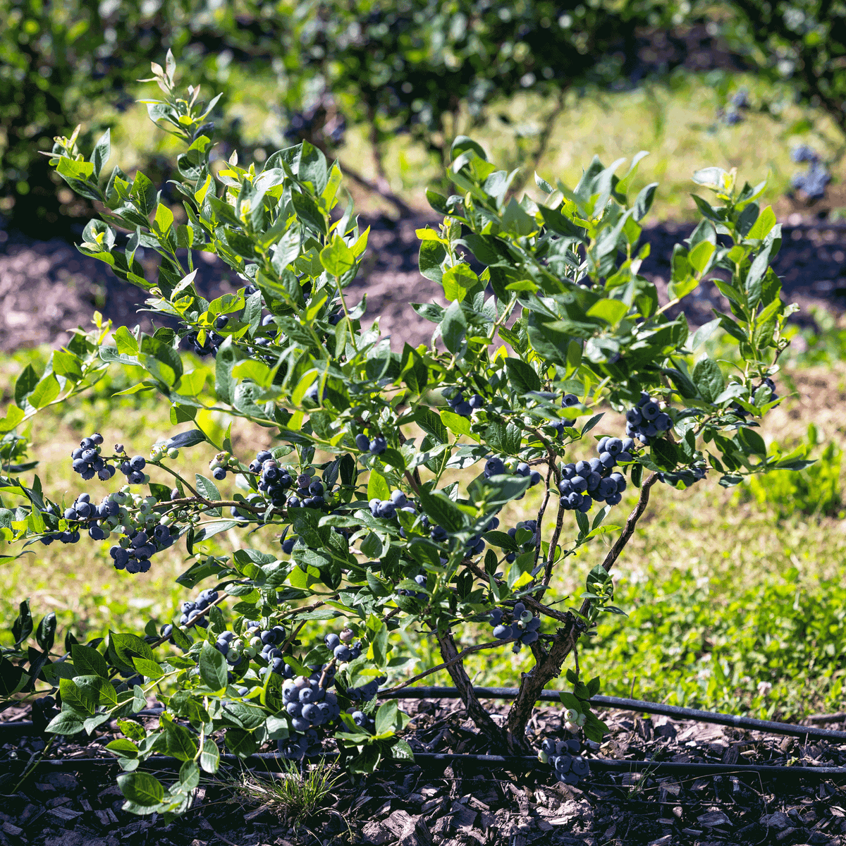 Bluecrop Blueberry Bush – Northern Highbush Blueberry