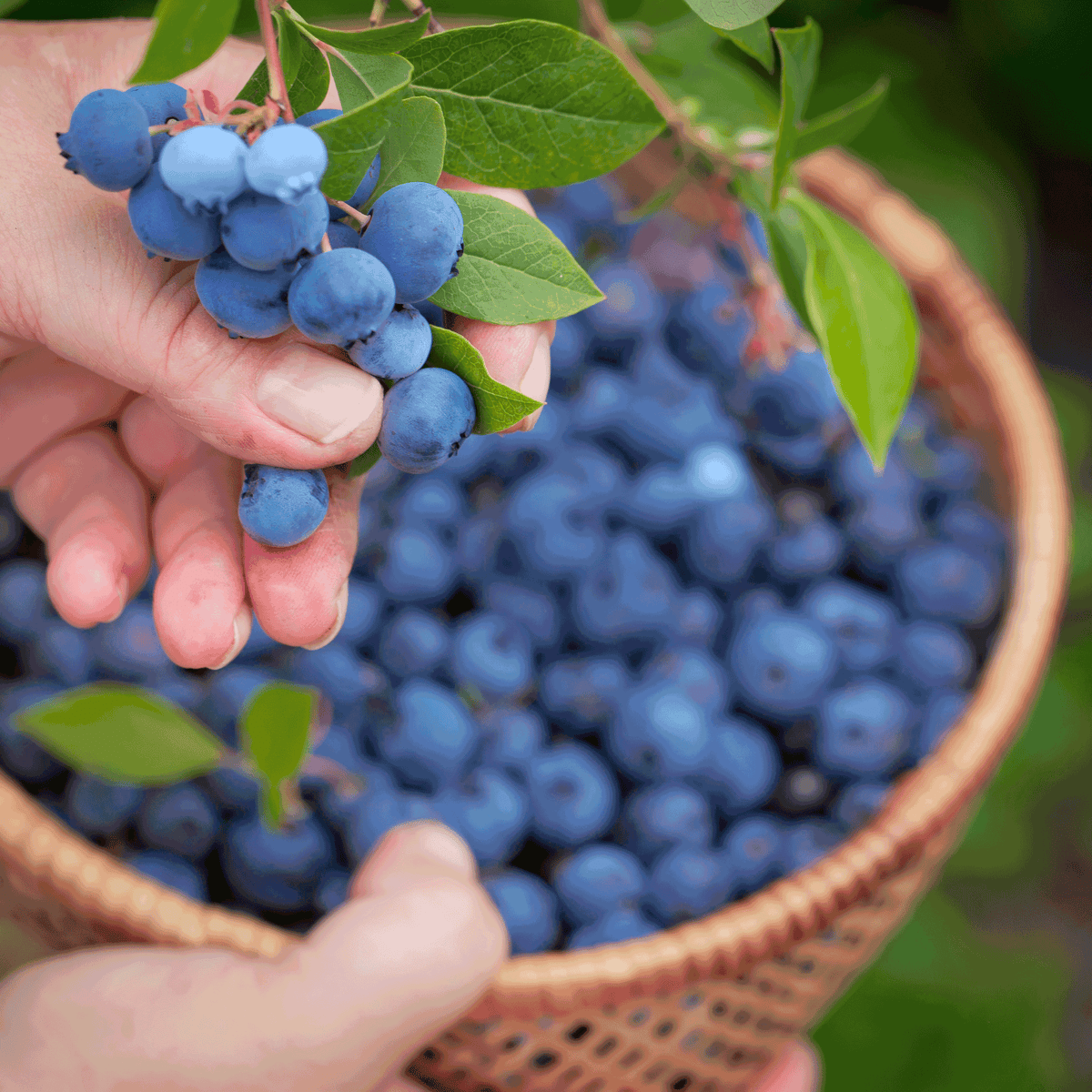Bluecrop Blueberry Bush – Northern Highbush Blueberry