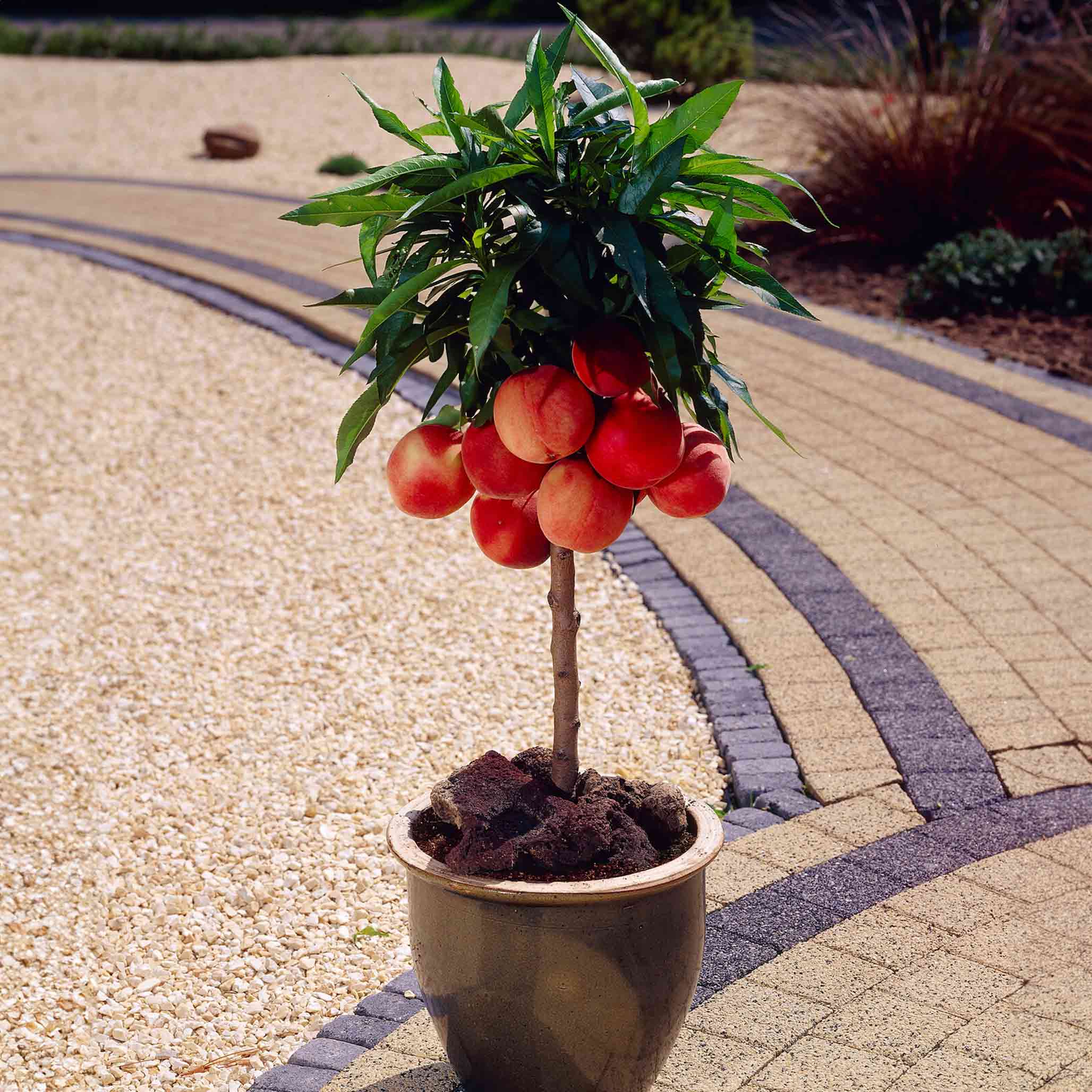 Potted plant with red fruits on a paved pathway - peach tree - Henderson Garden Supply