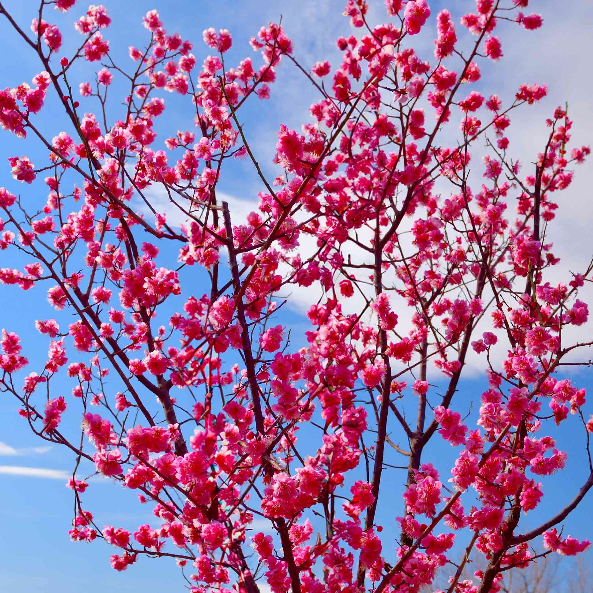 Patio Peach Tree blooms - Henderson Garden