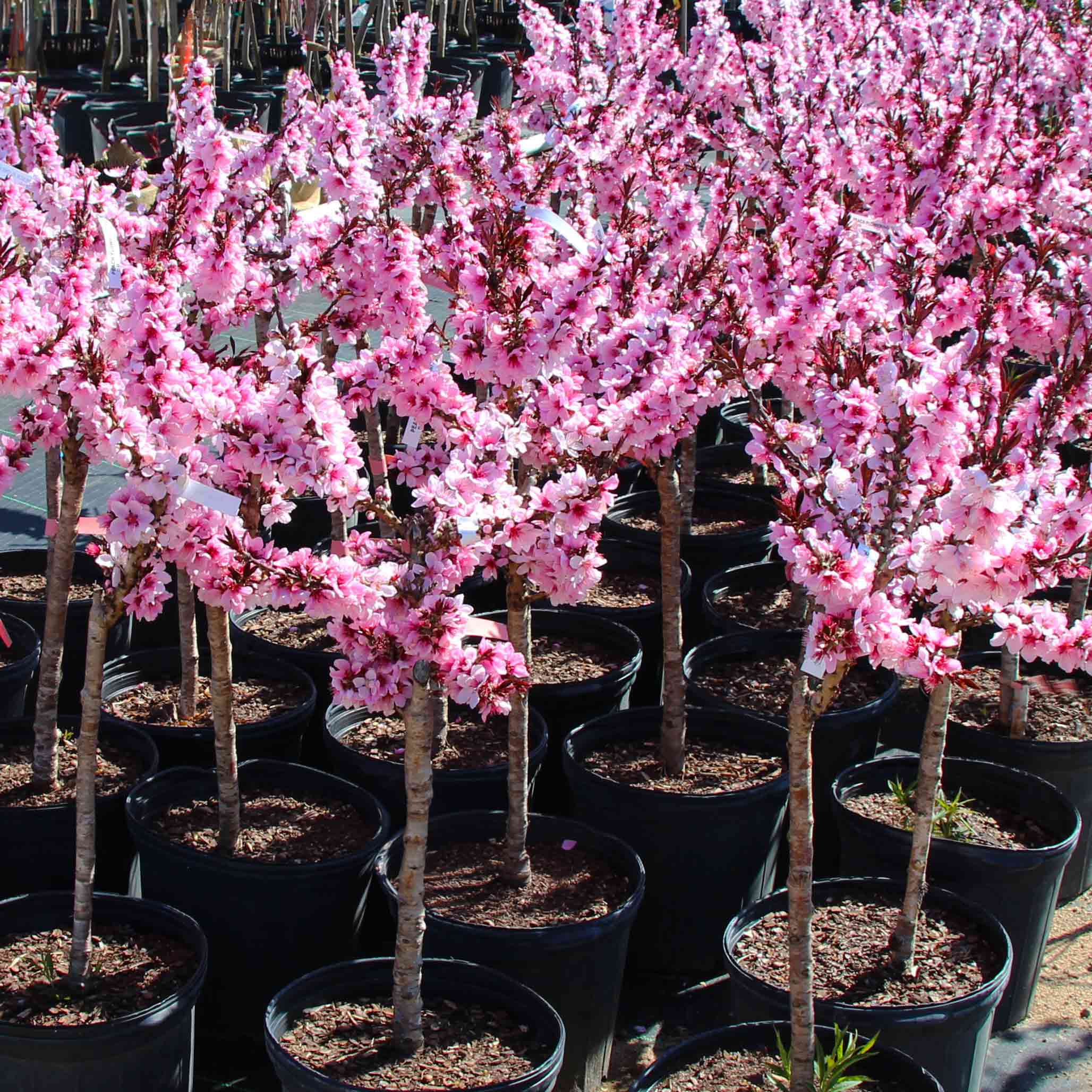 Bonfire Patio Peach| Dwarf Ornamental Fruiting Tree