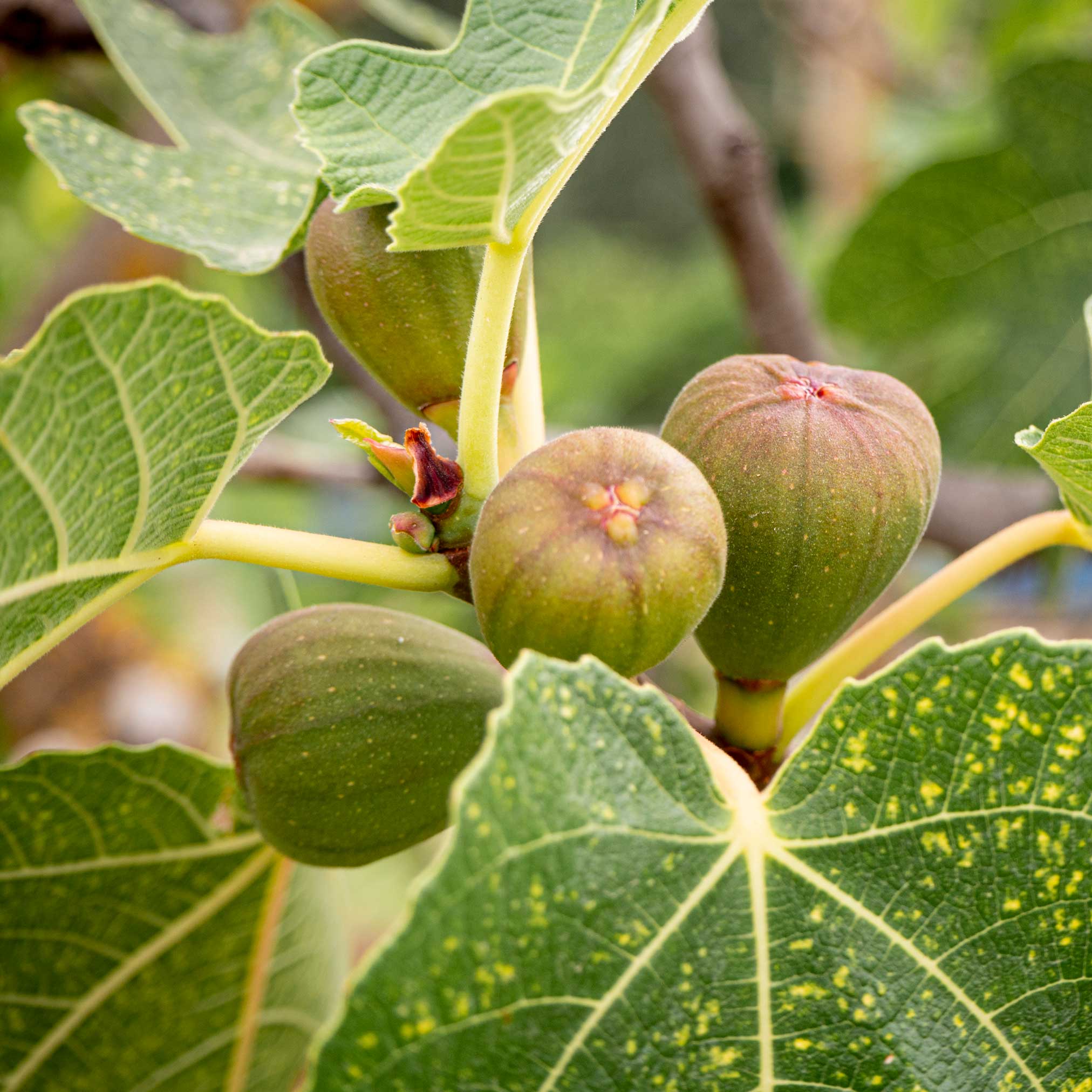 Green figs on a tree branch with leaves.  Henderson Garden Supply
