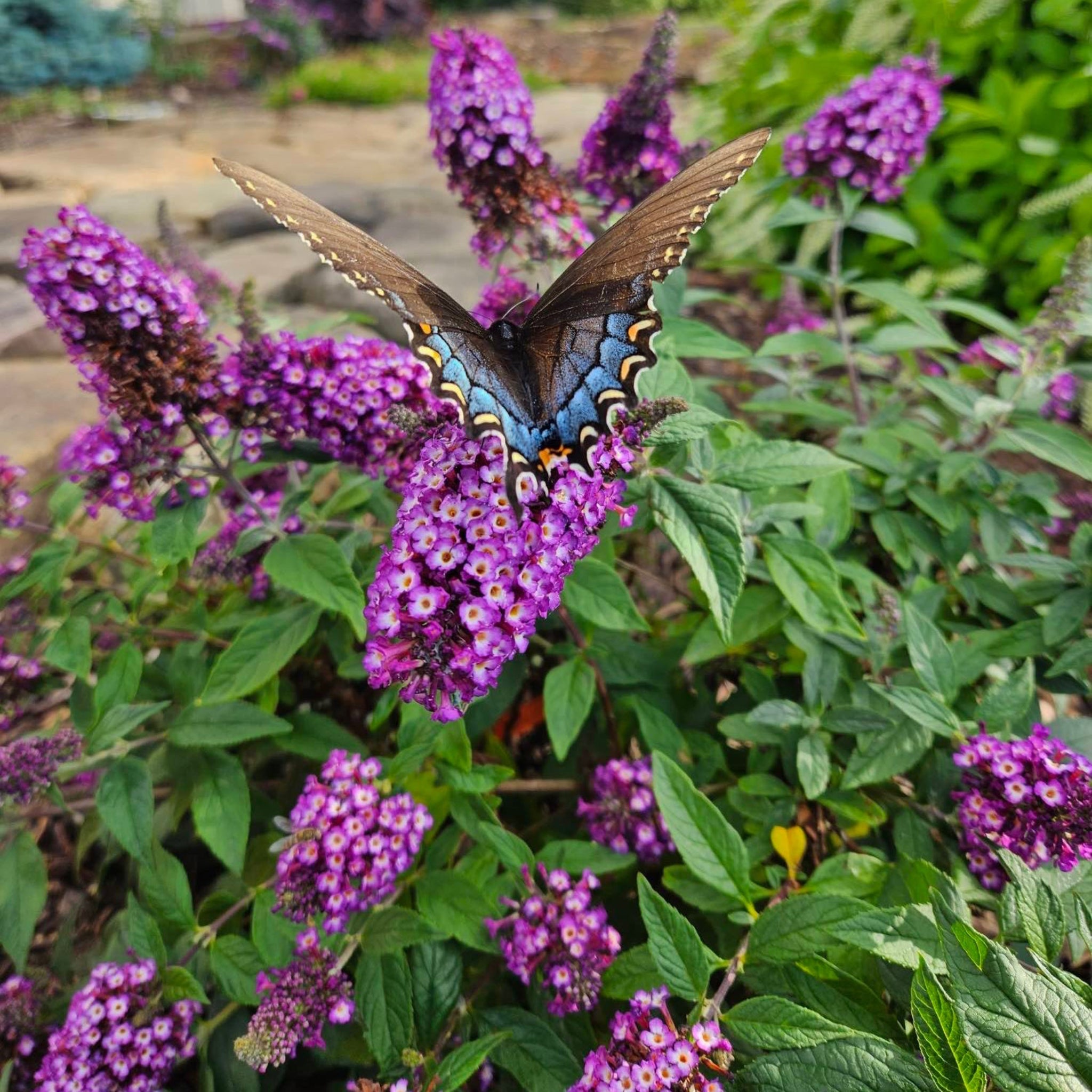 Butterfly perched on purple flowers with green leaves in the background.  Henderson Garden Supply
