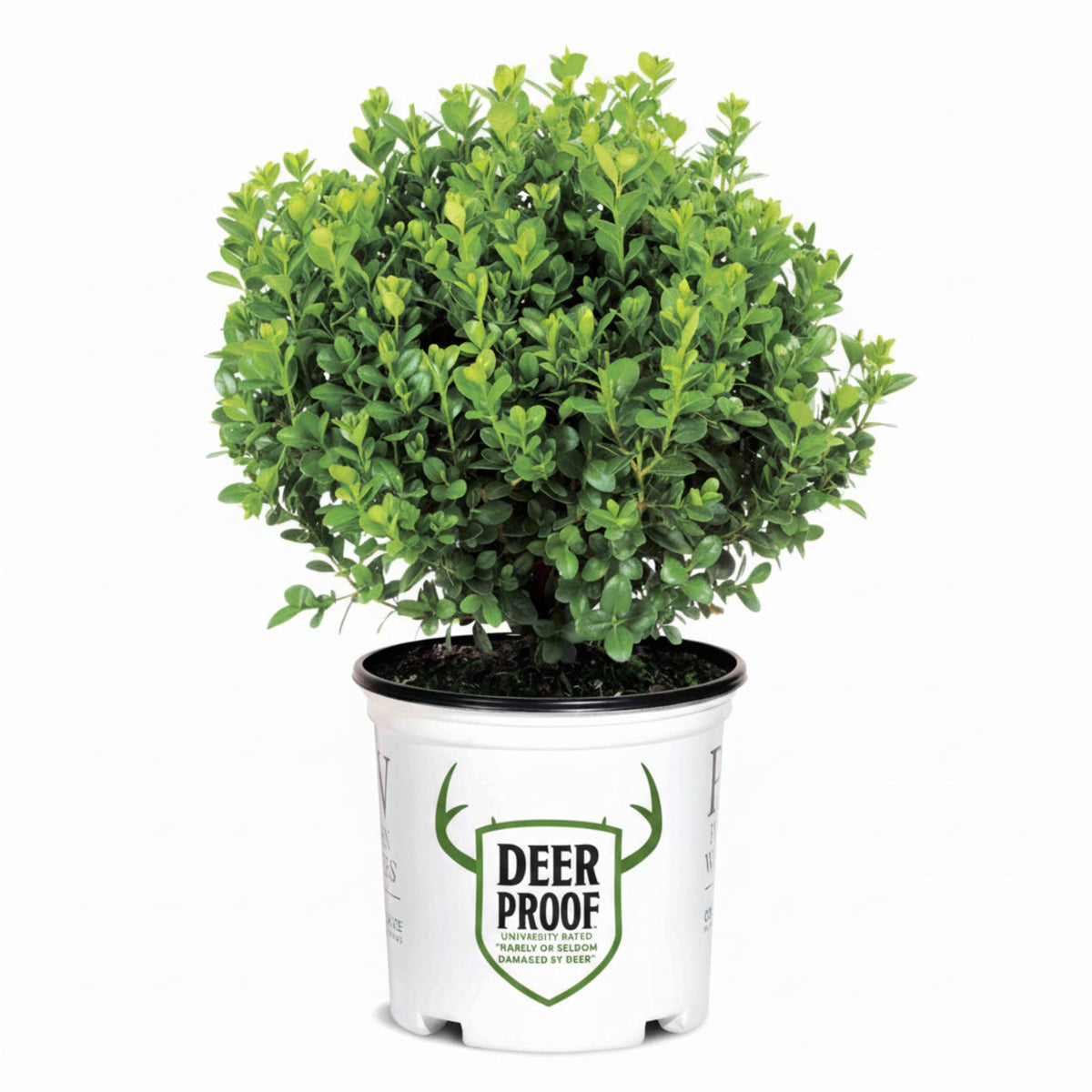 Sprinter® Boxwood – Compact Evergreen for Low Hedges