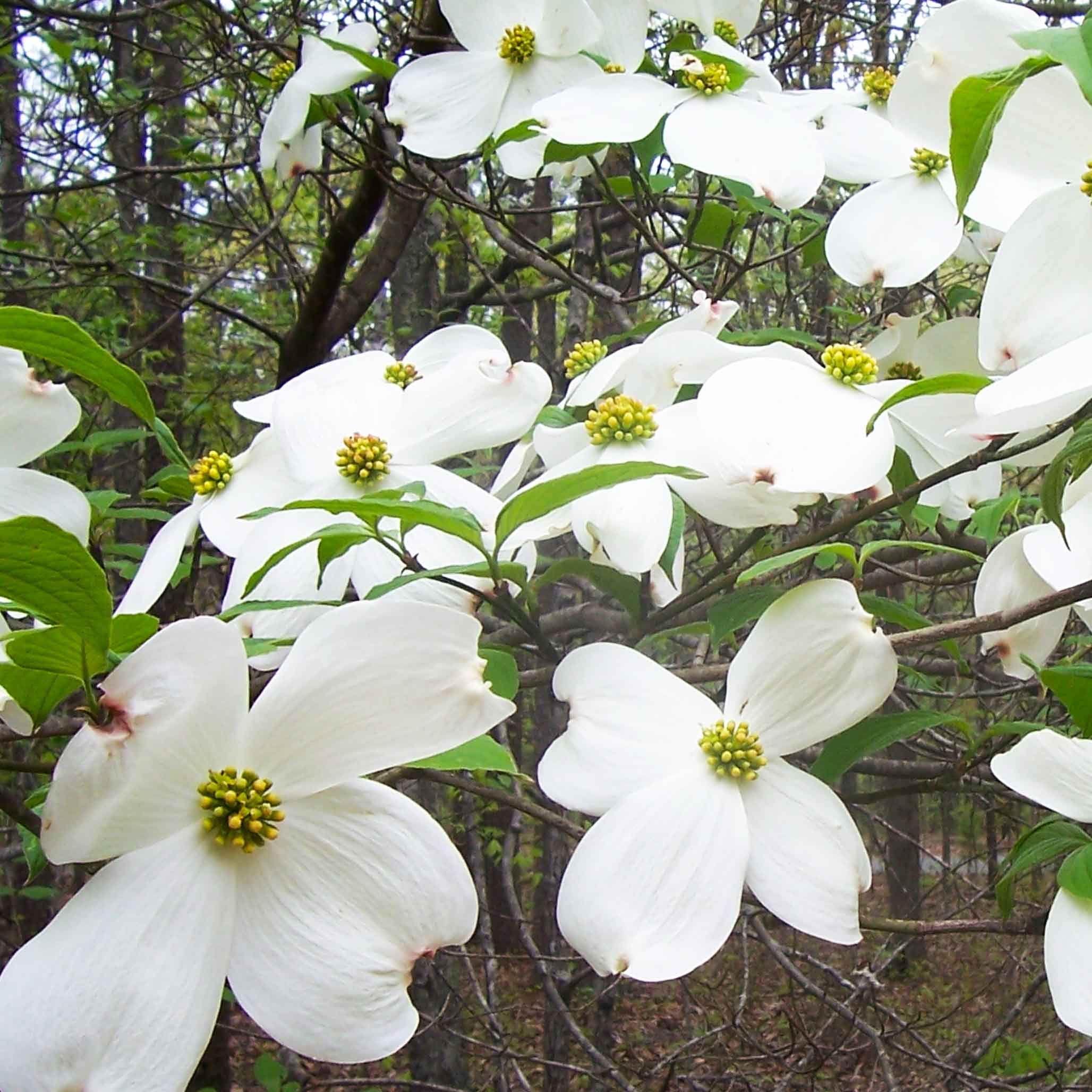 White flowers with green centers on a tree branch against a forest background.  Henderson Garden Supply