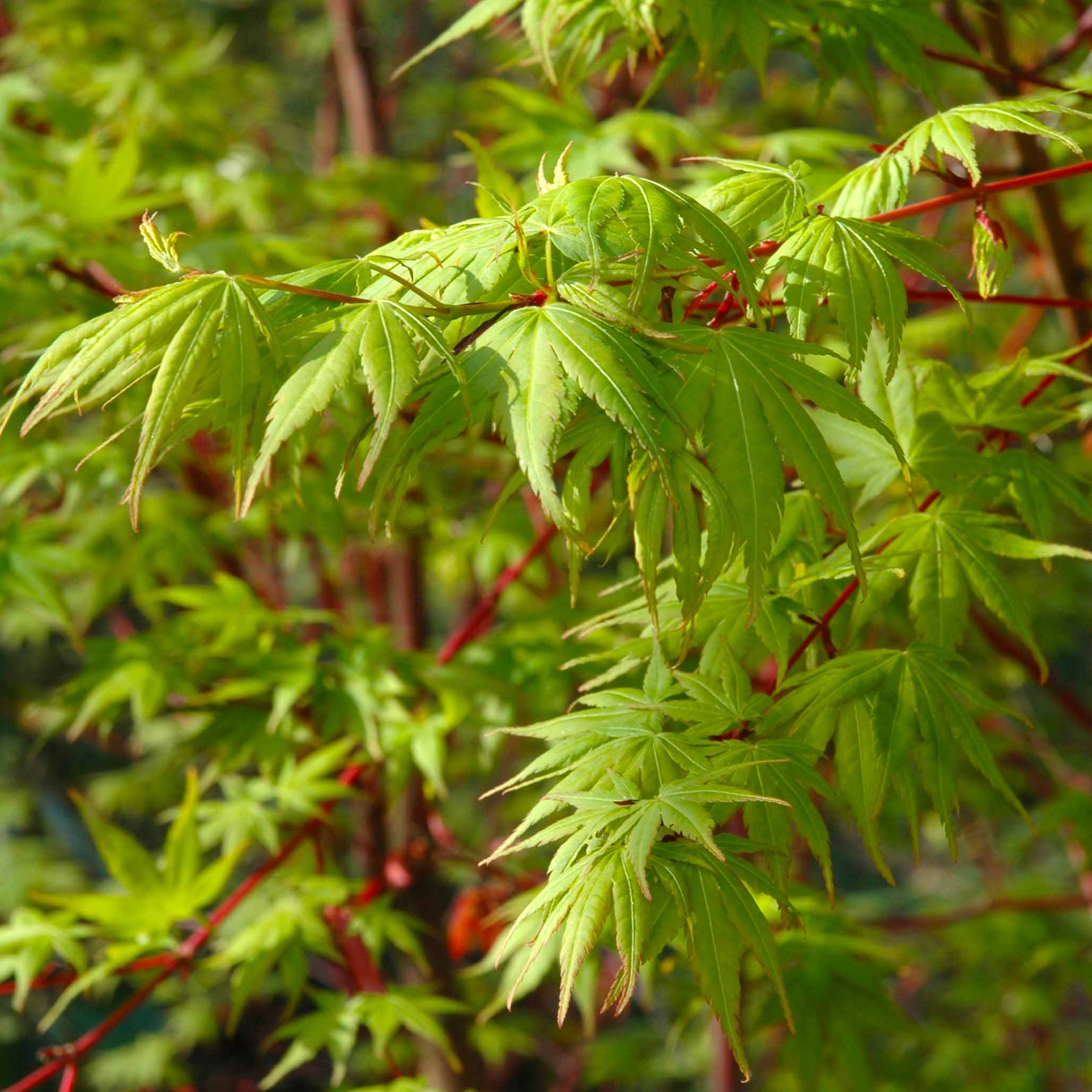 Close-up of green maple leaves with red stems in a natural setting.  Henderson Garden Supply