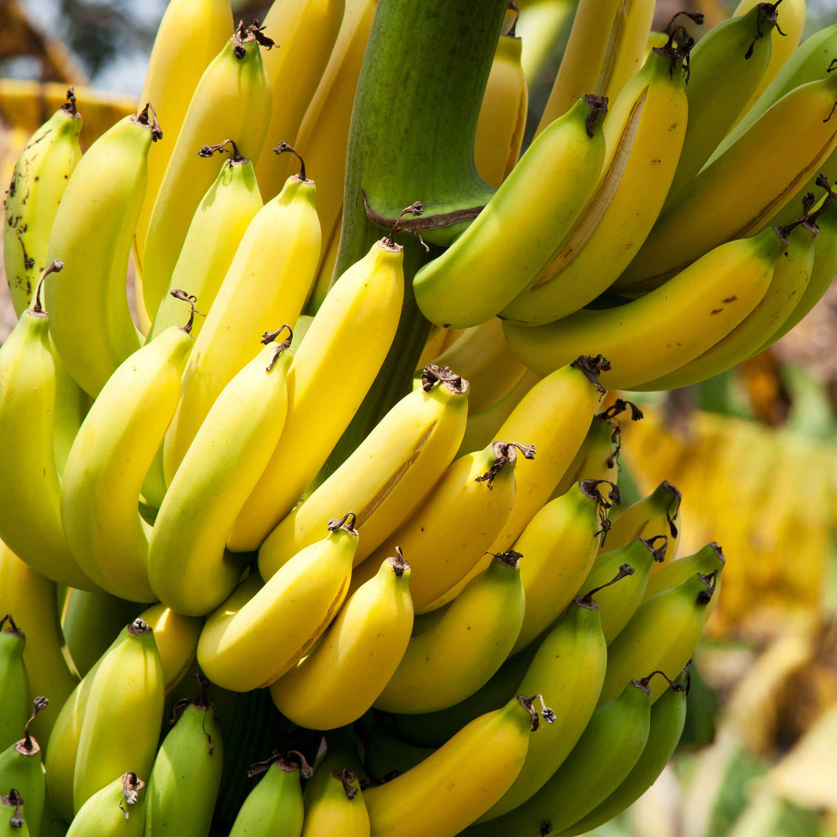 Dwarf Cavendish Banana Tree – Tropical Fruiting Plant