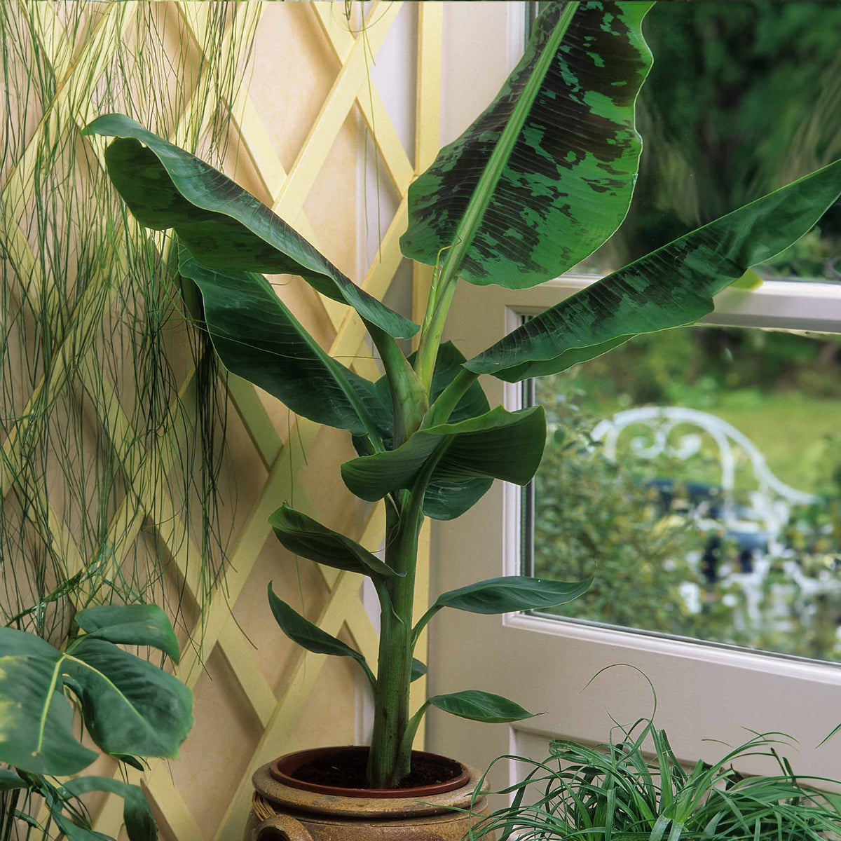 Dwarf Cavendish Banana Tree – Tropical Fruiting Plant