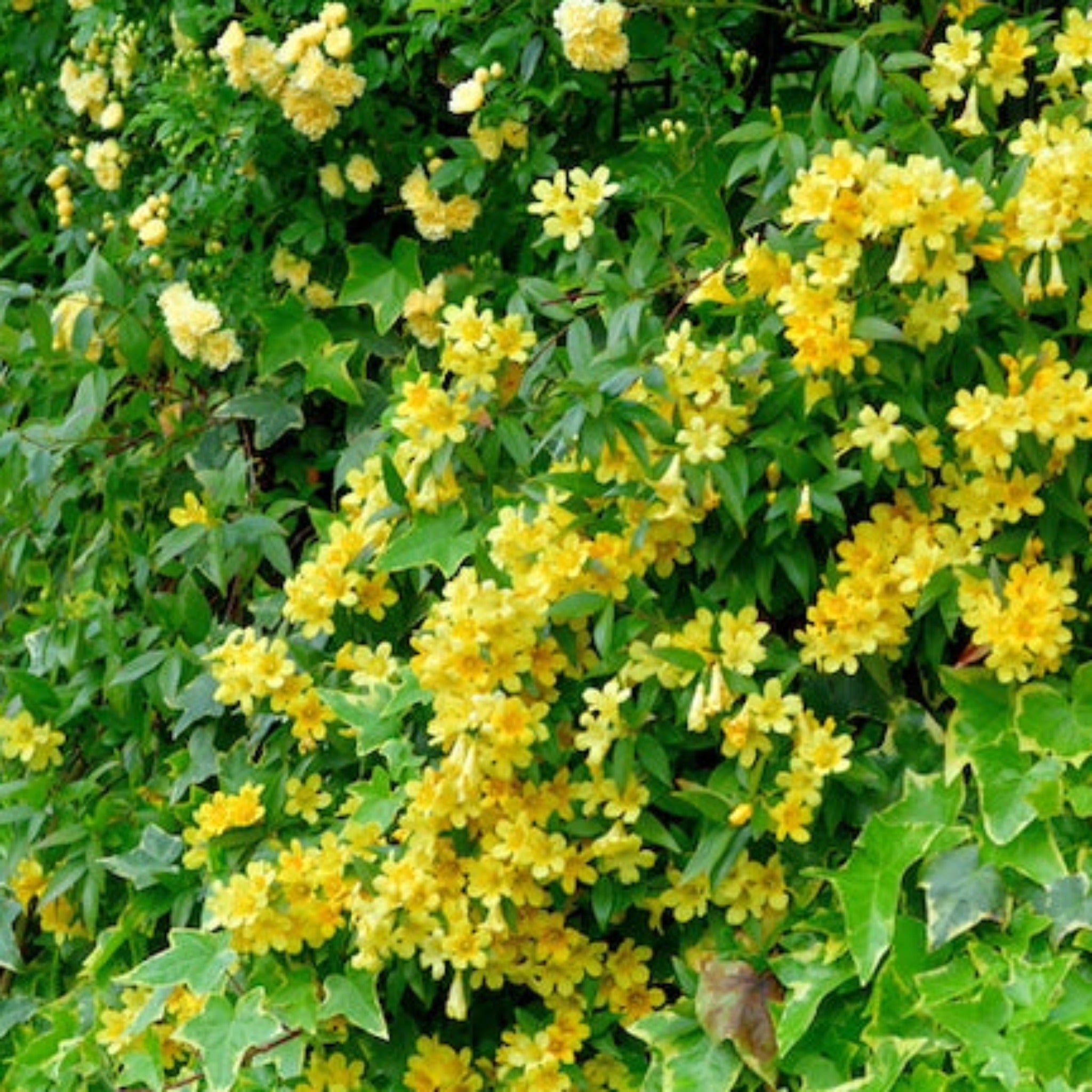 Yellow flowers and green leaves in a natural setting.  Henderson Garden Supply