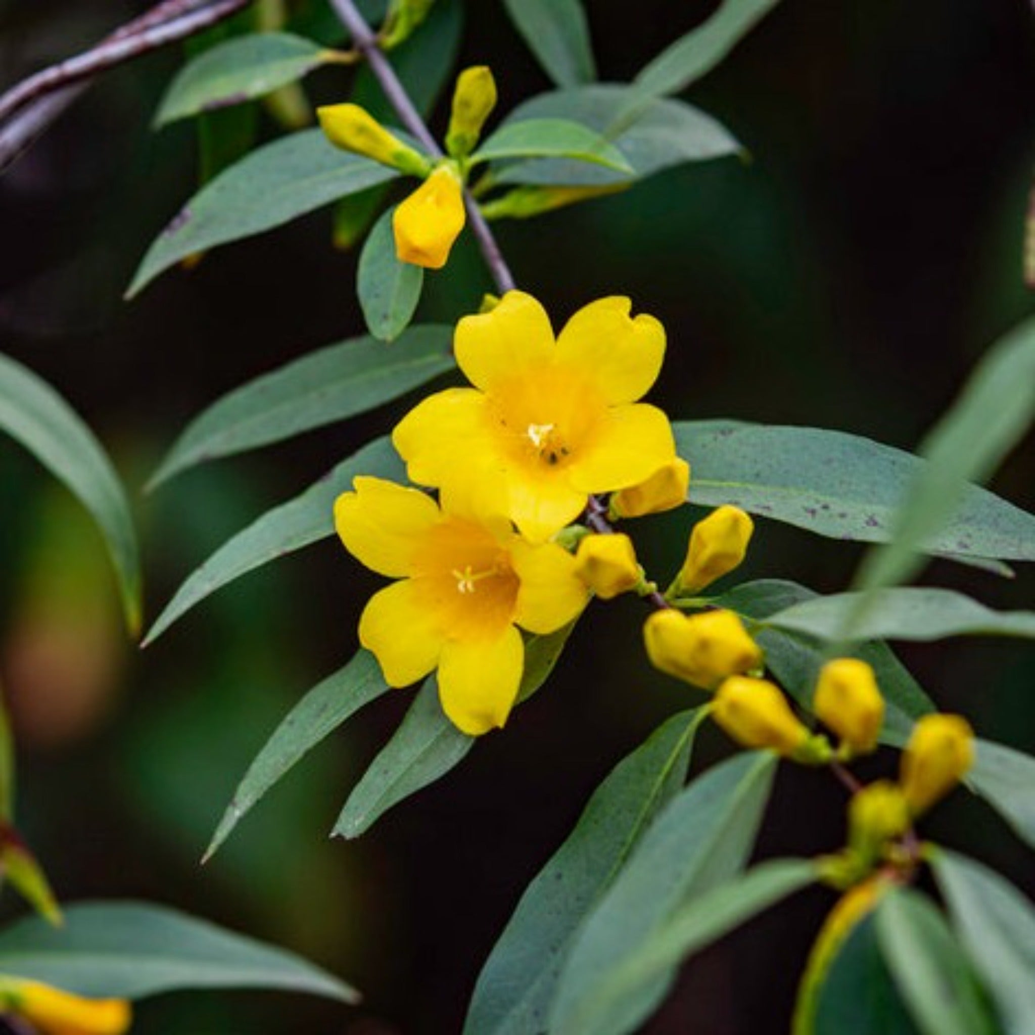 Close-up of yellow flowers with green leaves on a dark background.  Henderson Garden Supply