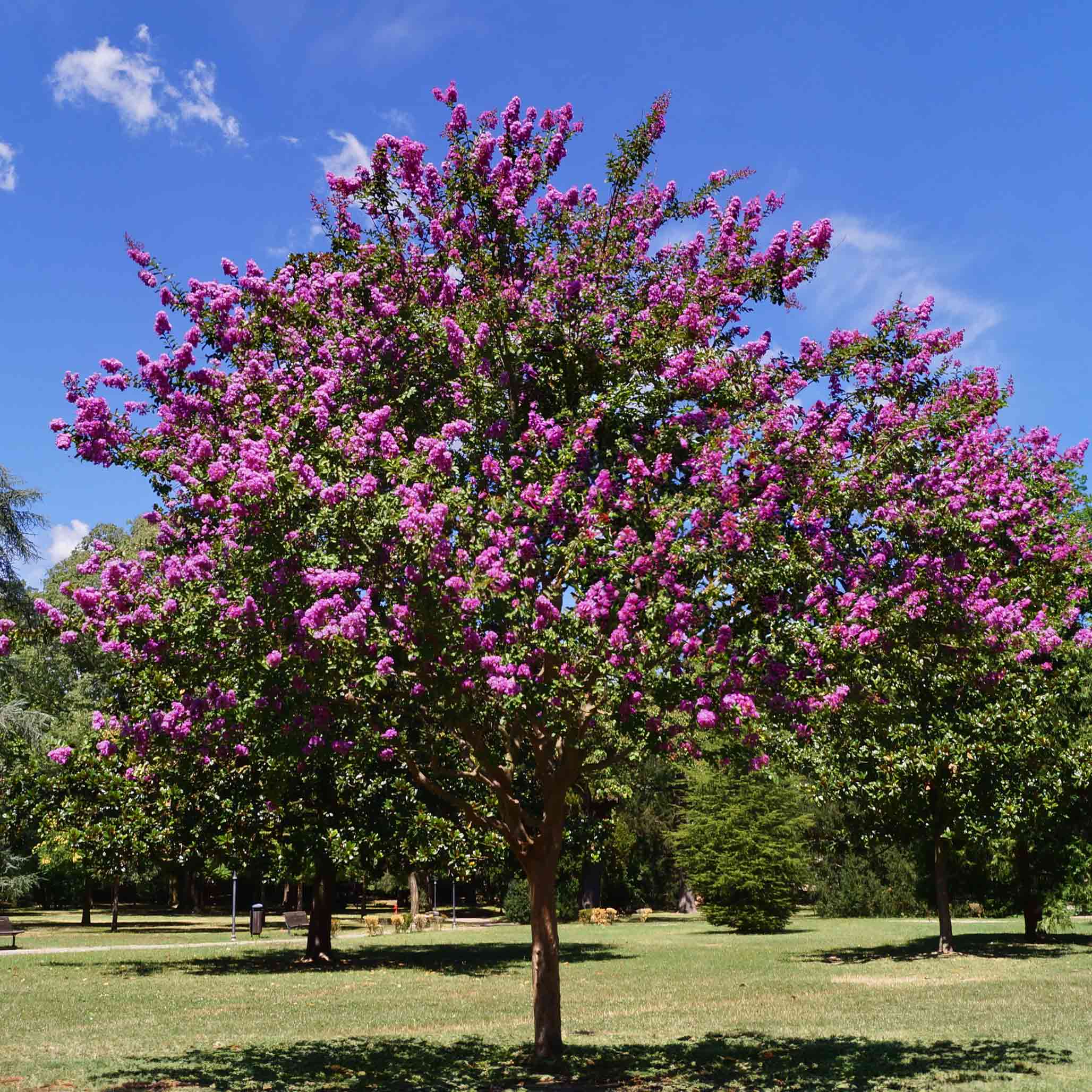 Tree with pink flowers in a park setting under a blue sky.  Henderson Garden Supply