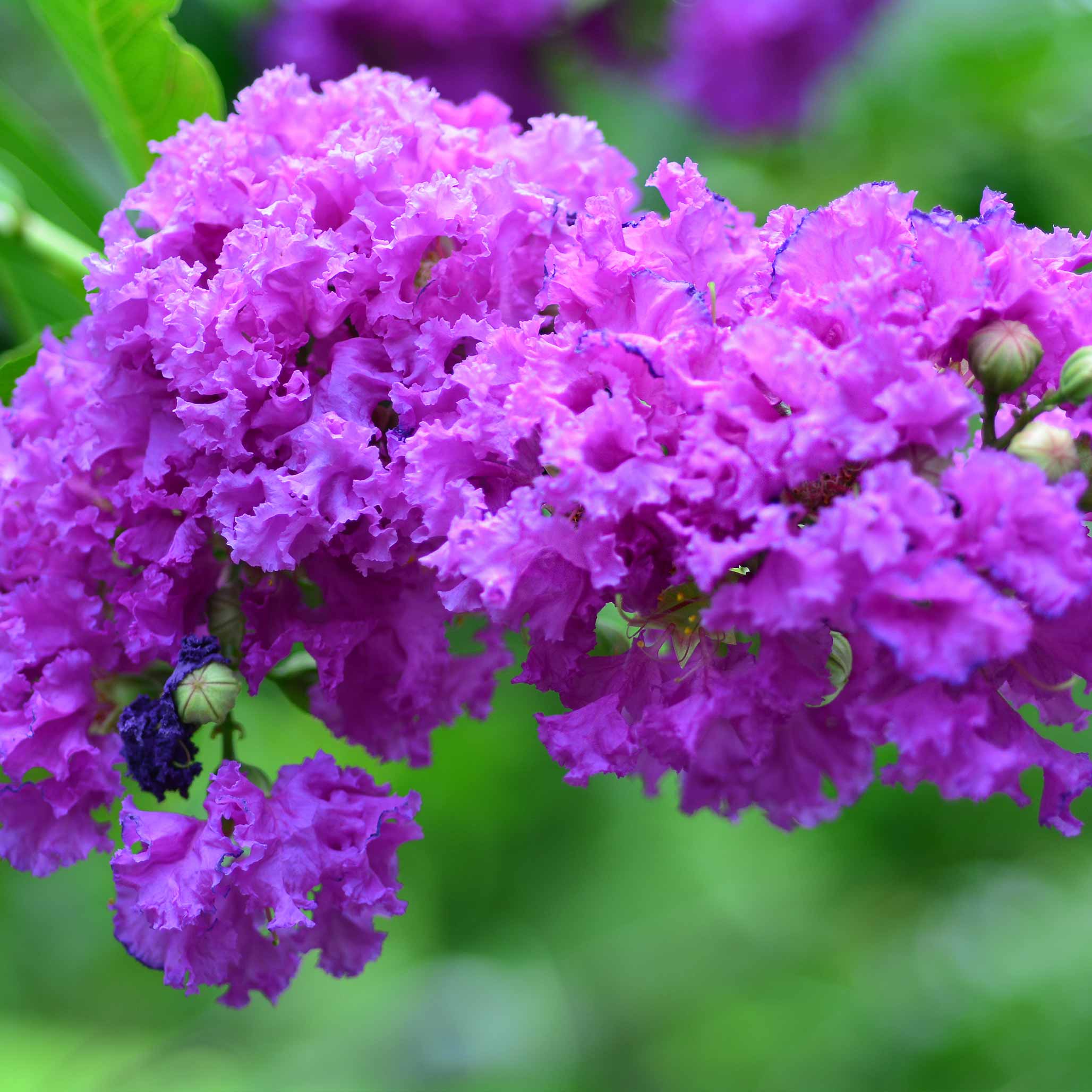 Close-up of a branch with purple flowers against a blurred green background.  Henderson Garden Supply