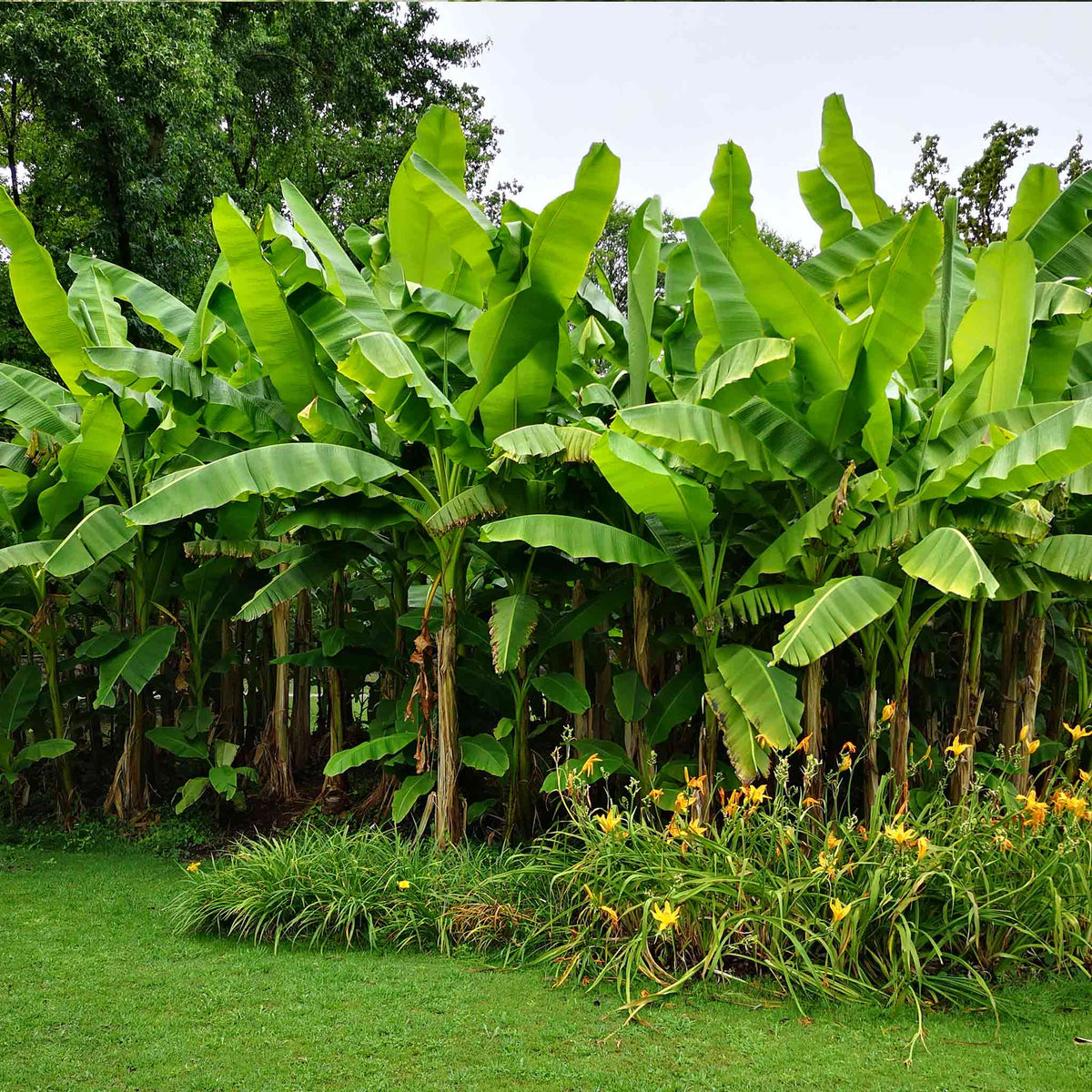 Dwarf Cavendish Banana Tree – Tropical Fruiting Plant