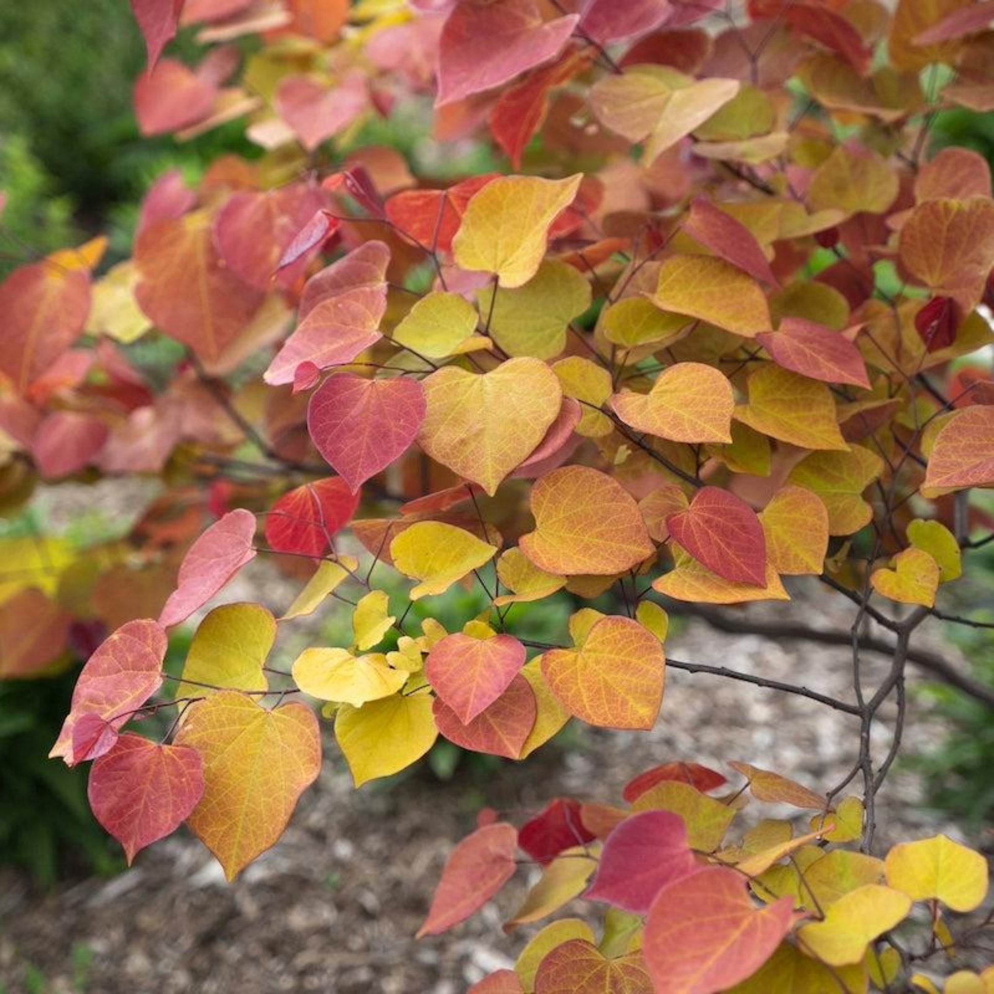 Branch of a tree with colorful leaves in shades of red, yellow, and green.  Henderson Garden Supply