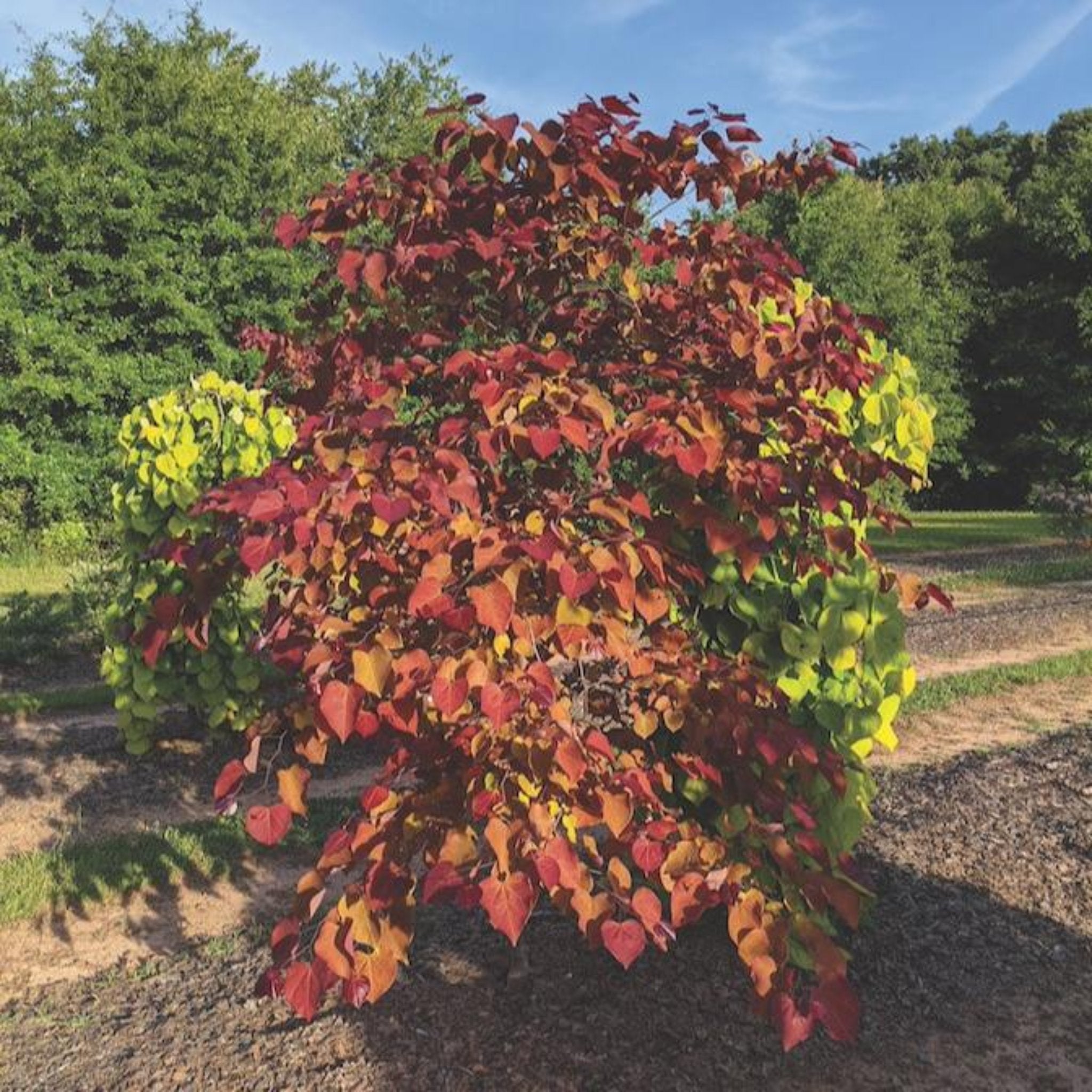 Colorful bush with red, orange, and yellow leaves in a garden setting.  Henderson Garden Supply