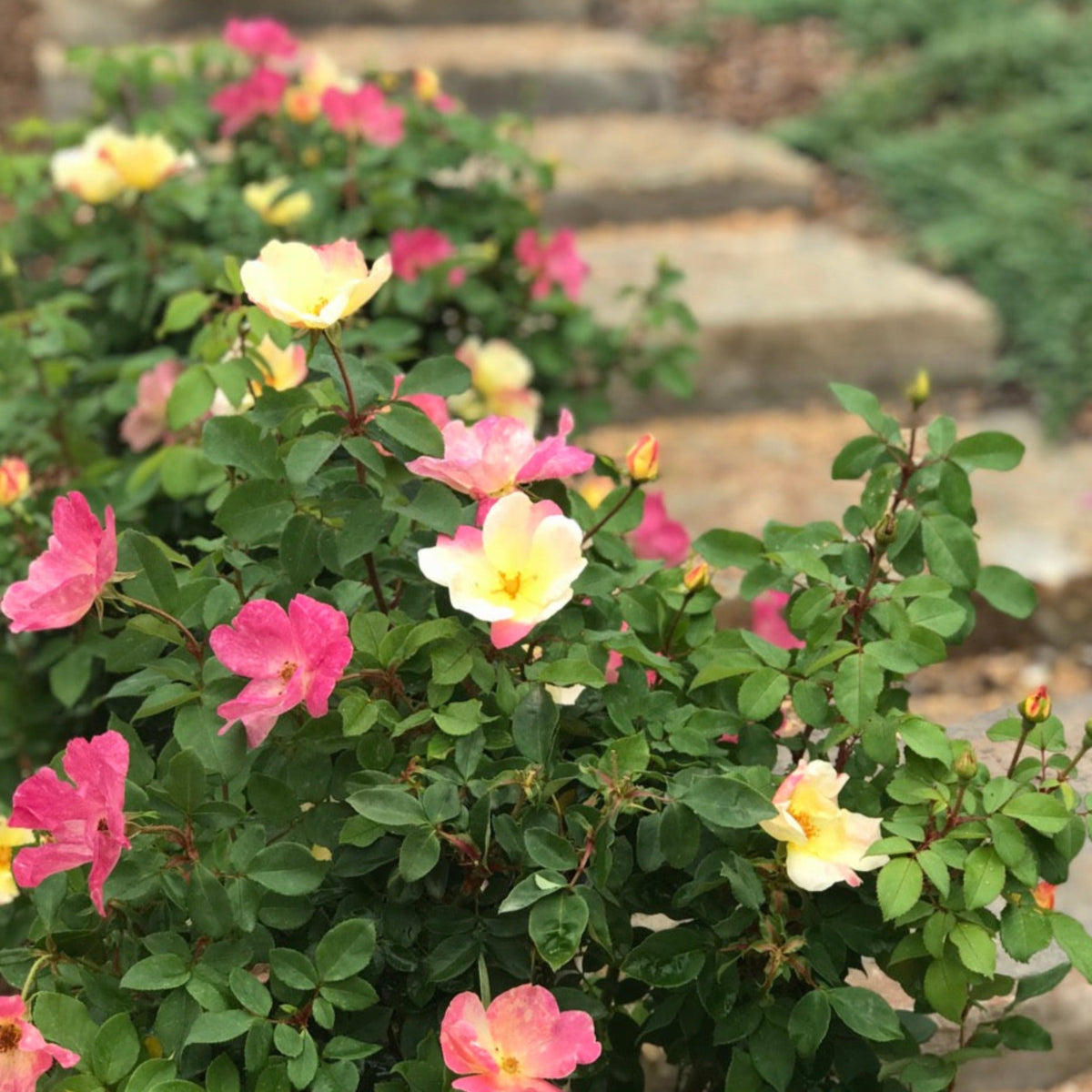 The Champion™ Sunblush Rose – Yellow-to-Pink Shrub Rose