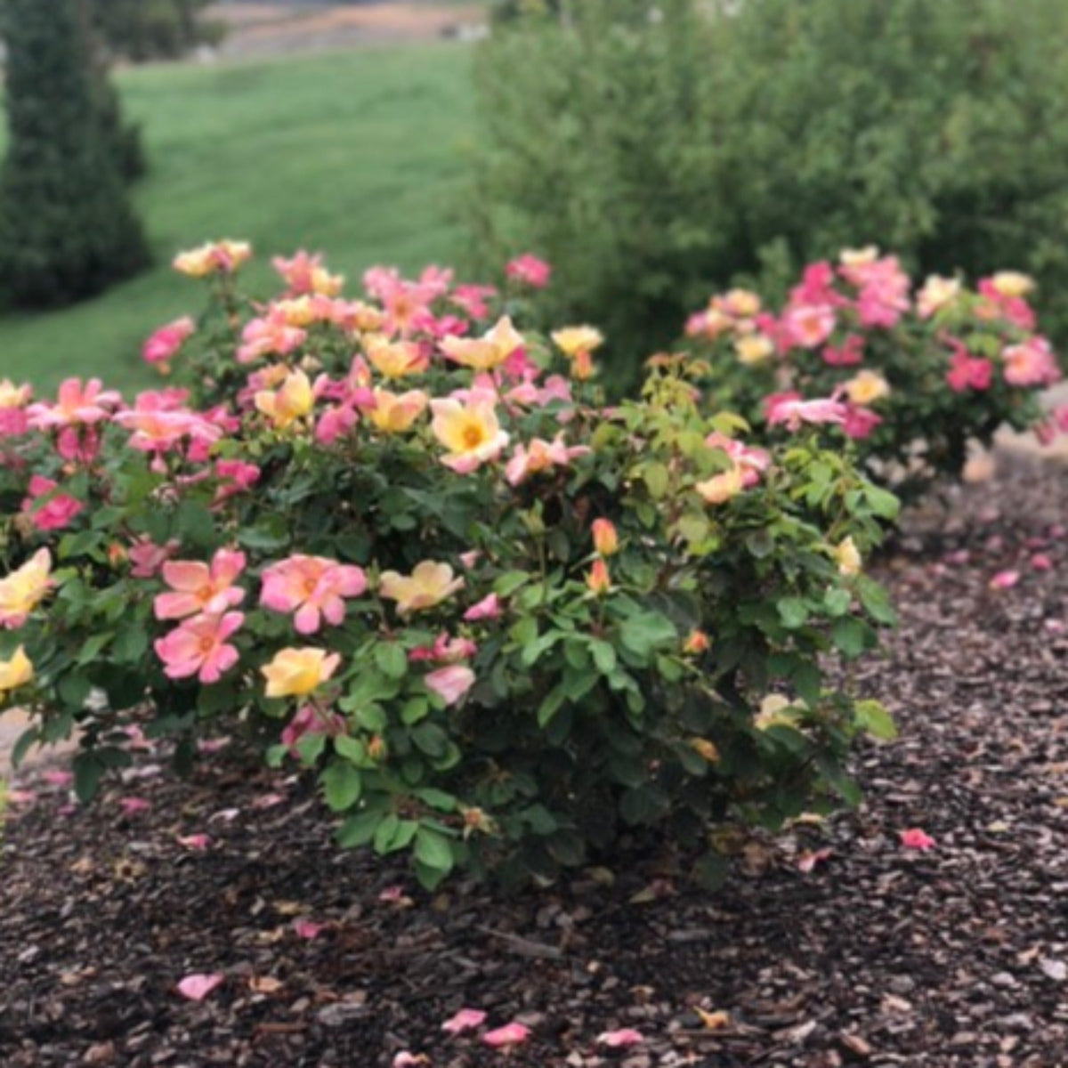 The Champion™ Sunblush Rose – Yellow-to-Pink Shrub Rose
