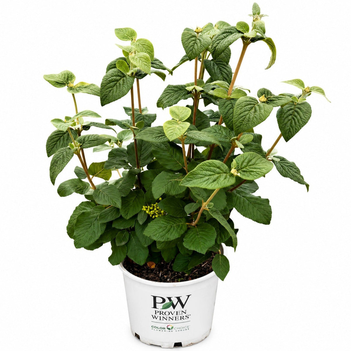 Red Balloon® Viburnum – White Flowers & Red Berries