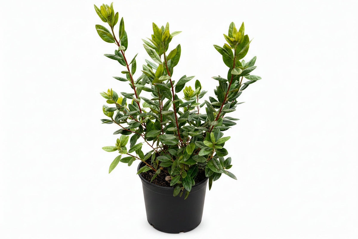 PJM Rhododendron – Lavender-Purple Blooms & Winter Color